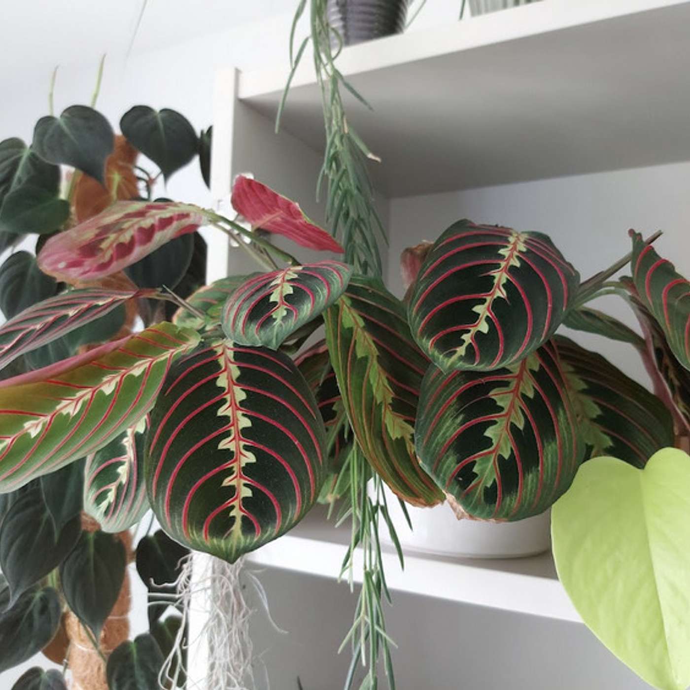 Prayer Plant