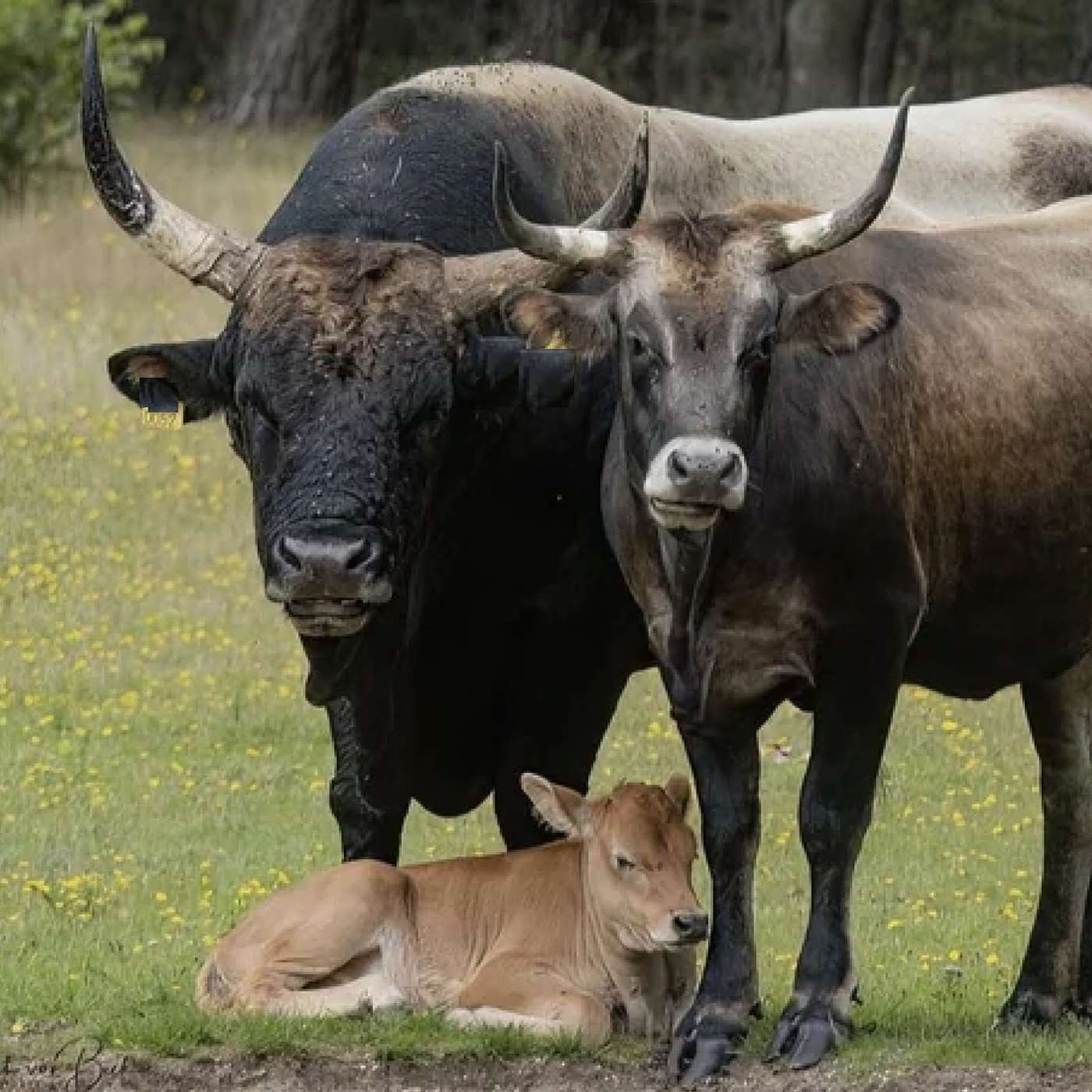 Who is God? -A Father/Mother of a Divine Family Who is God? -A Father/Mother of a Divine Family