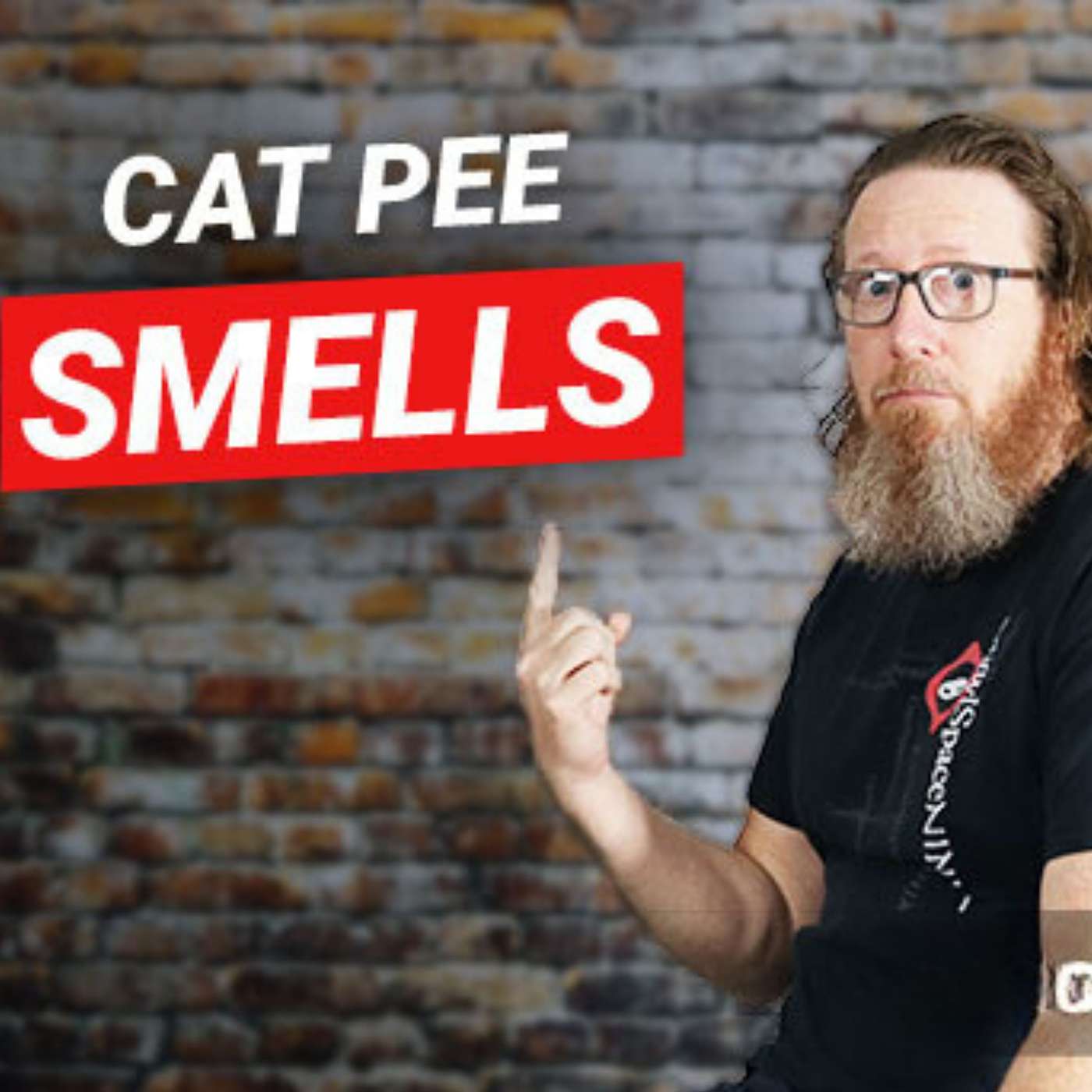 Solving the Mystery of Cat Urine Smells in Crawl Spaces