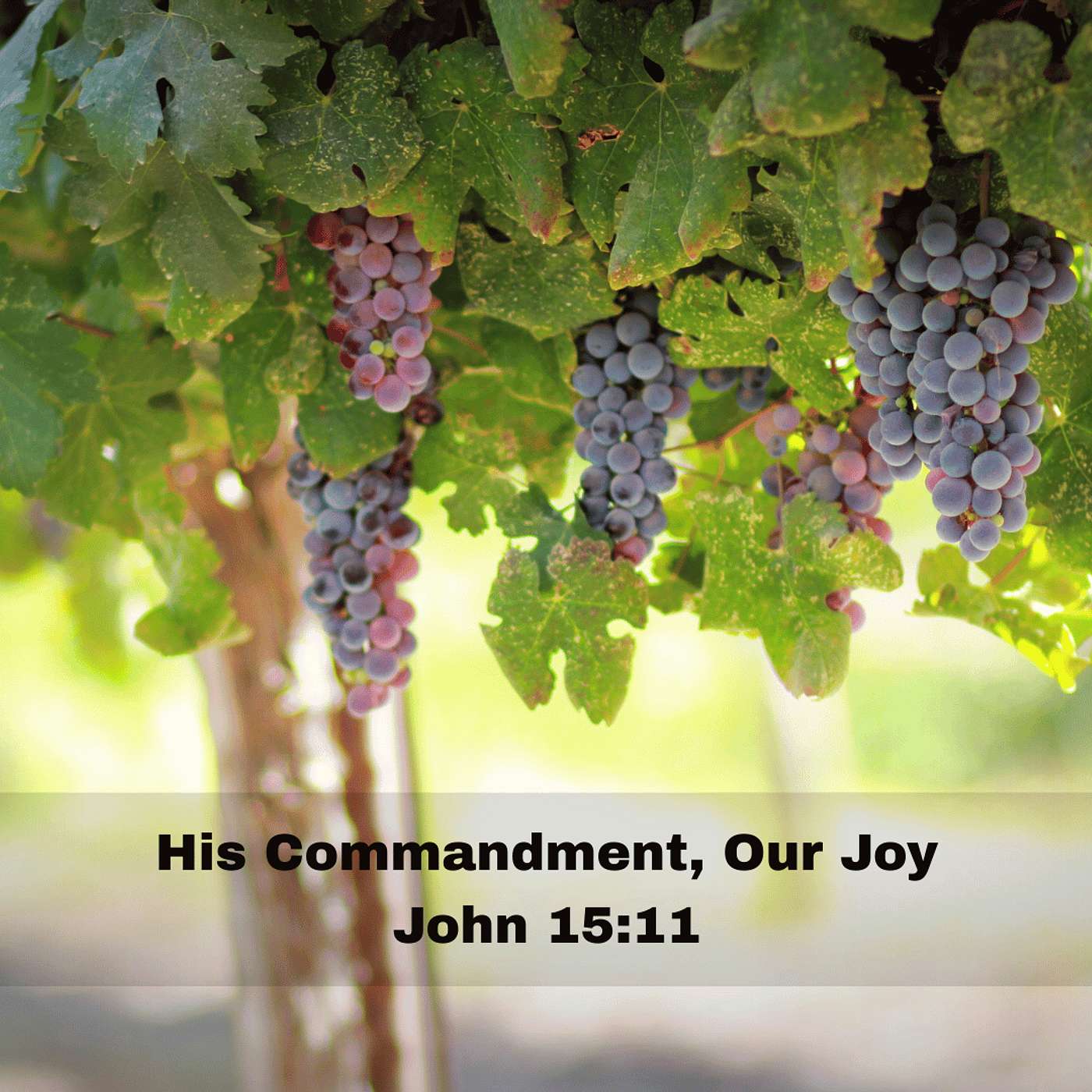 "His Commandment, Our Joy" John 15:11
