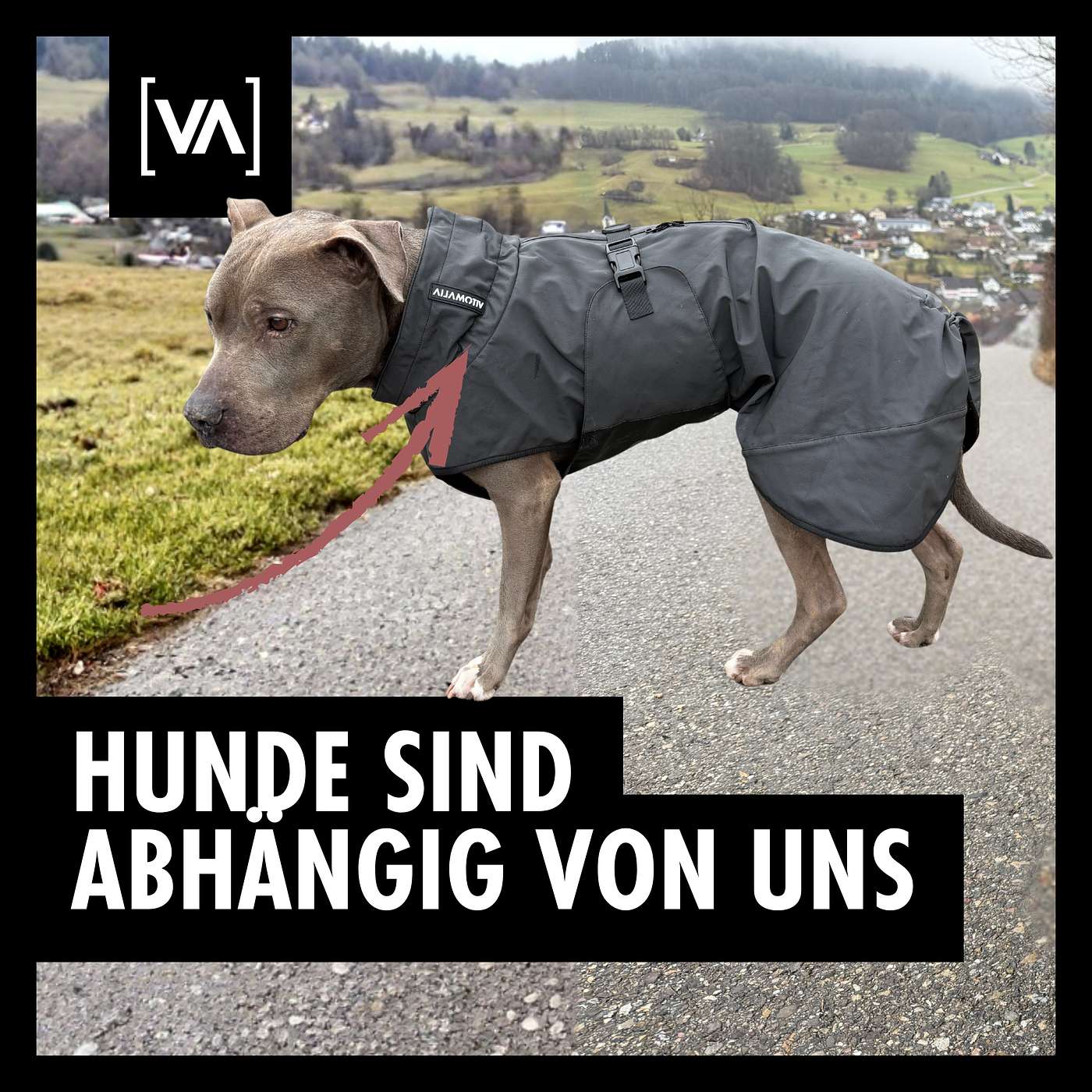 Winter Essentials für Hunde | Was du wissen musst - Die richtige Pflege für deinen Hund im Winter