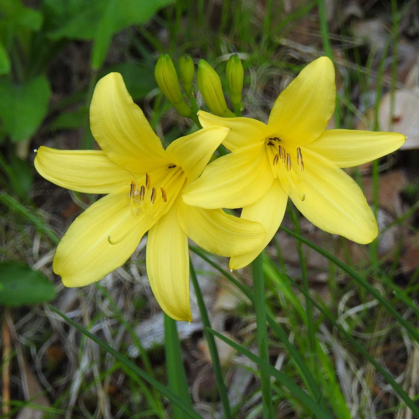 FIRST LILIES OF THE SEASON