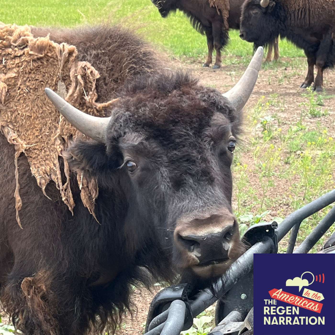 Jason Baldes, founder of the Wind River Tribal Buffalo Initiative (Part 2): Buffalo Encounters Jason Baldes, founder of the Wind River Tribal Buffalo Initiative (Part 2): Buffalo Encounters