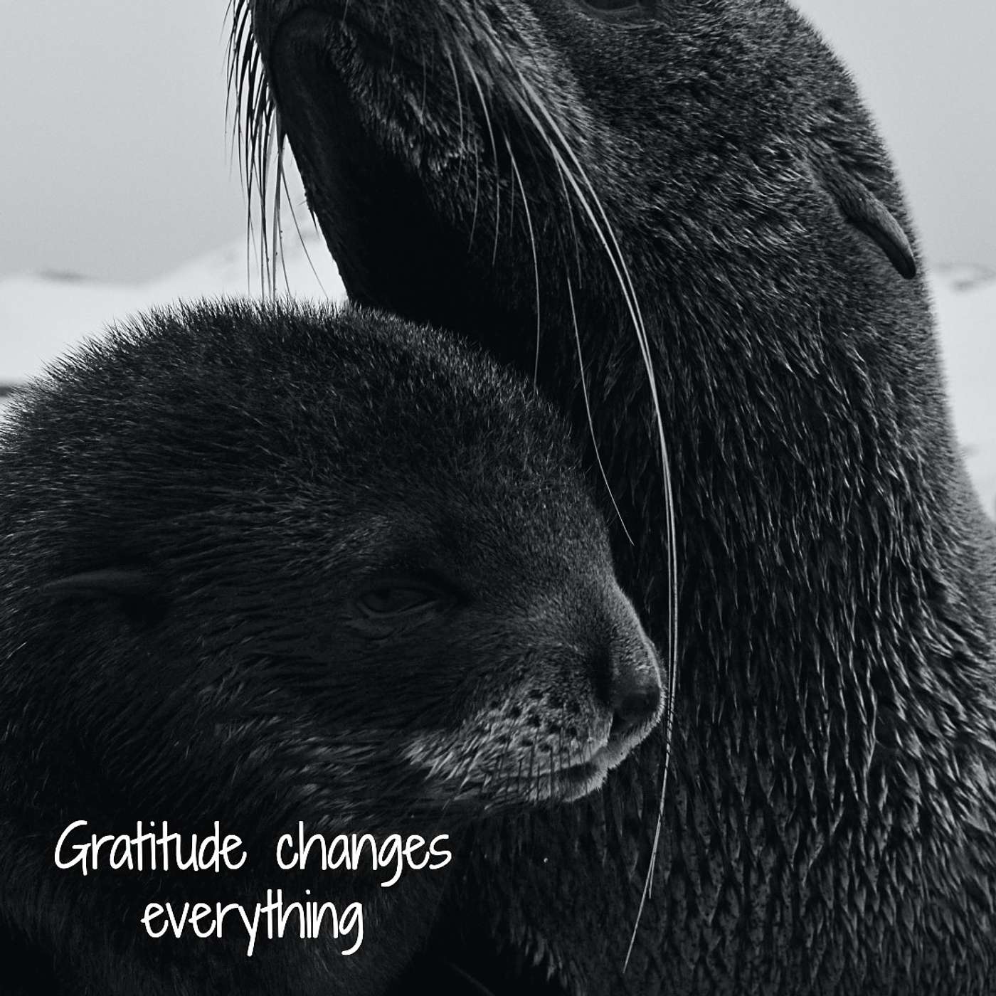 #114 Gratitude changes everything episode artwork