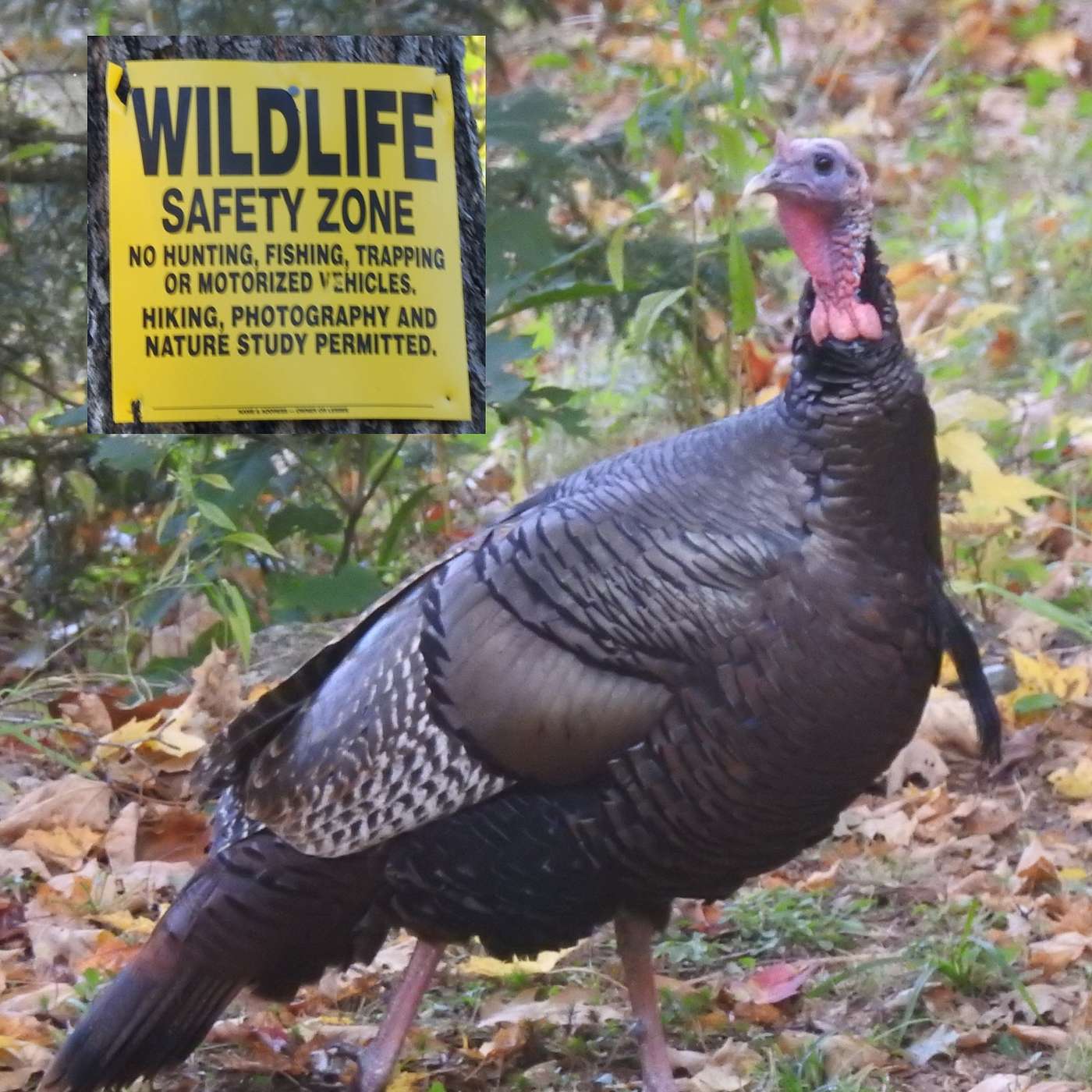 SAFETY ZONES