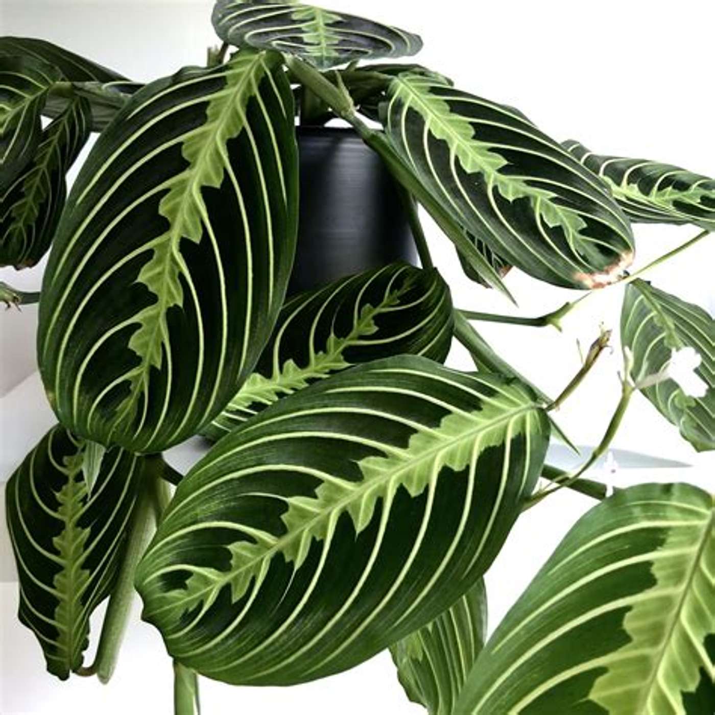 Winter houseplant care, they could be herbs! episode artwork