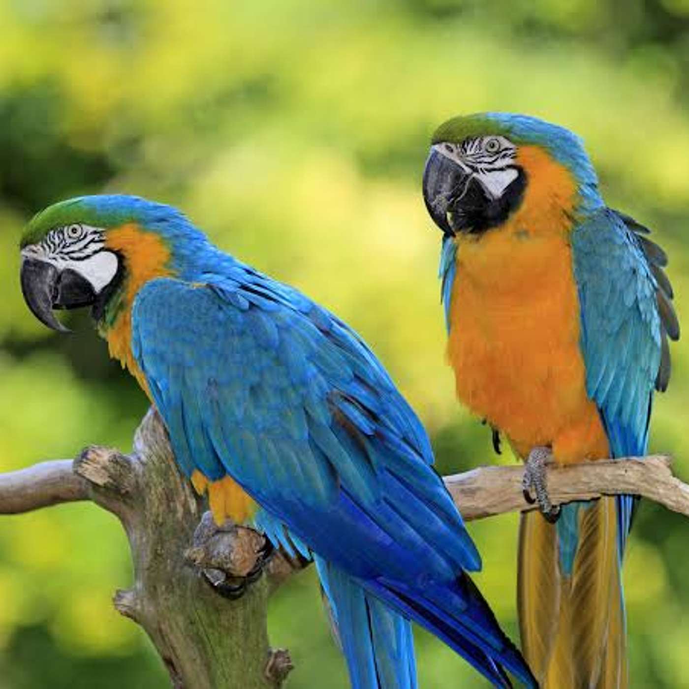 The Two Parrots episode artwork