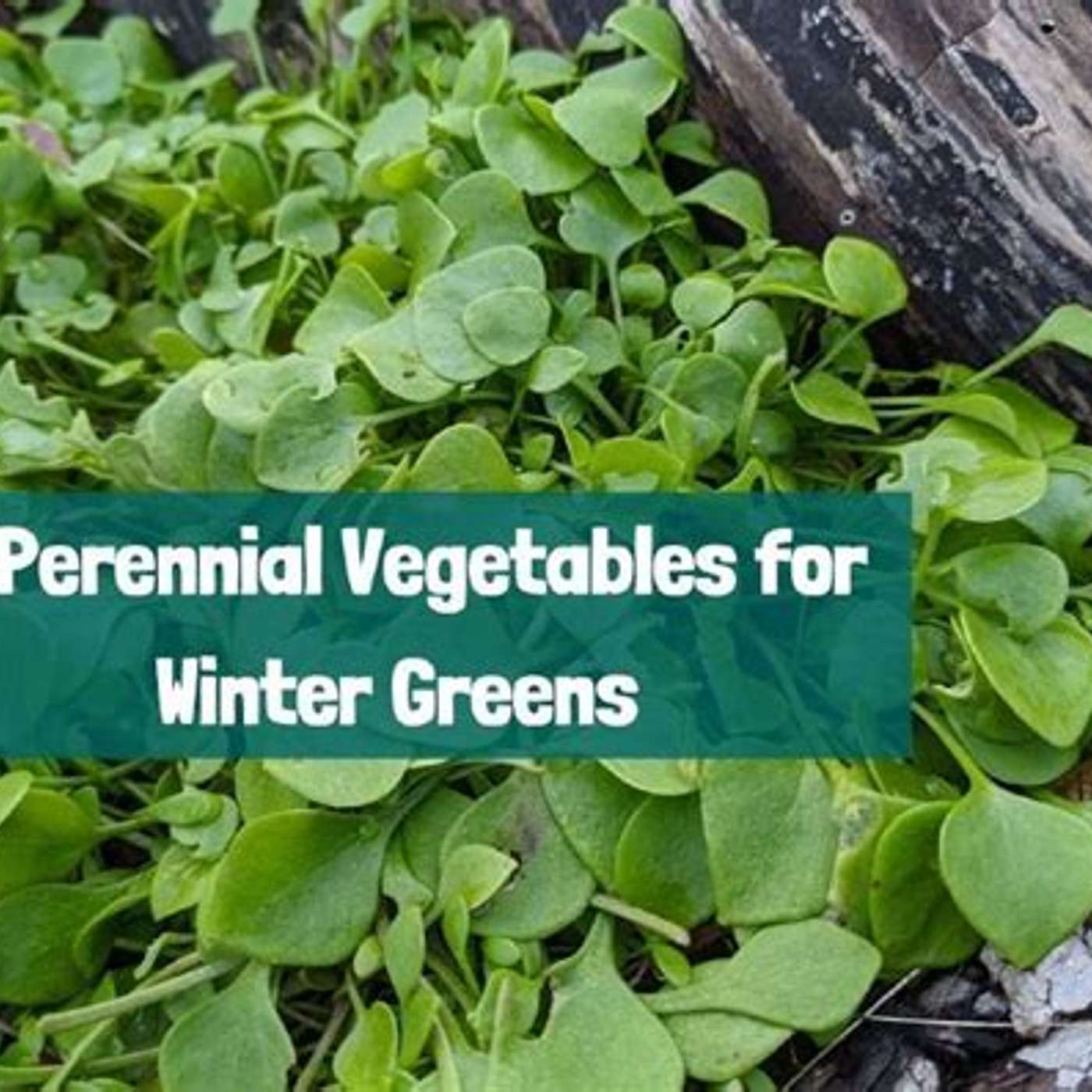 Winter greens episode artwork