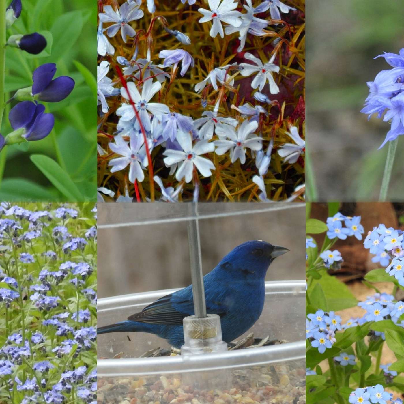 SEEING BLUE MAKES ME HAPPY