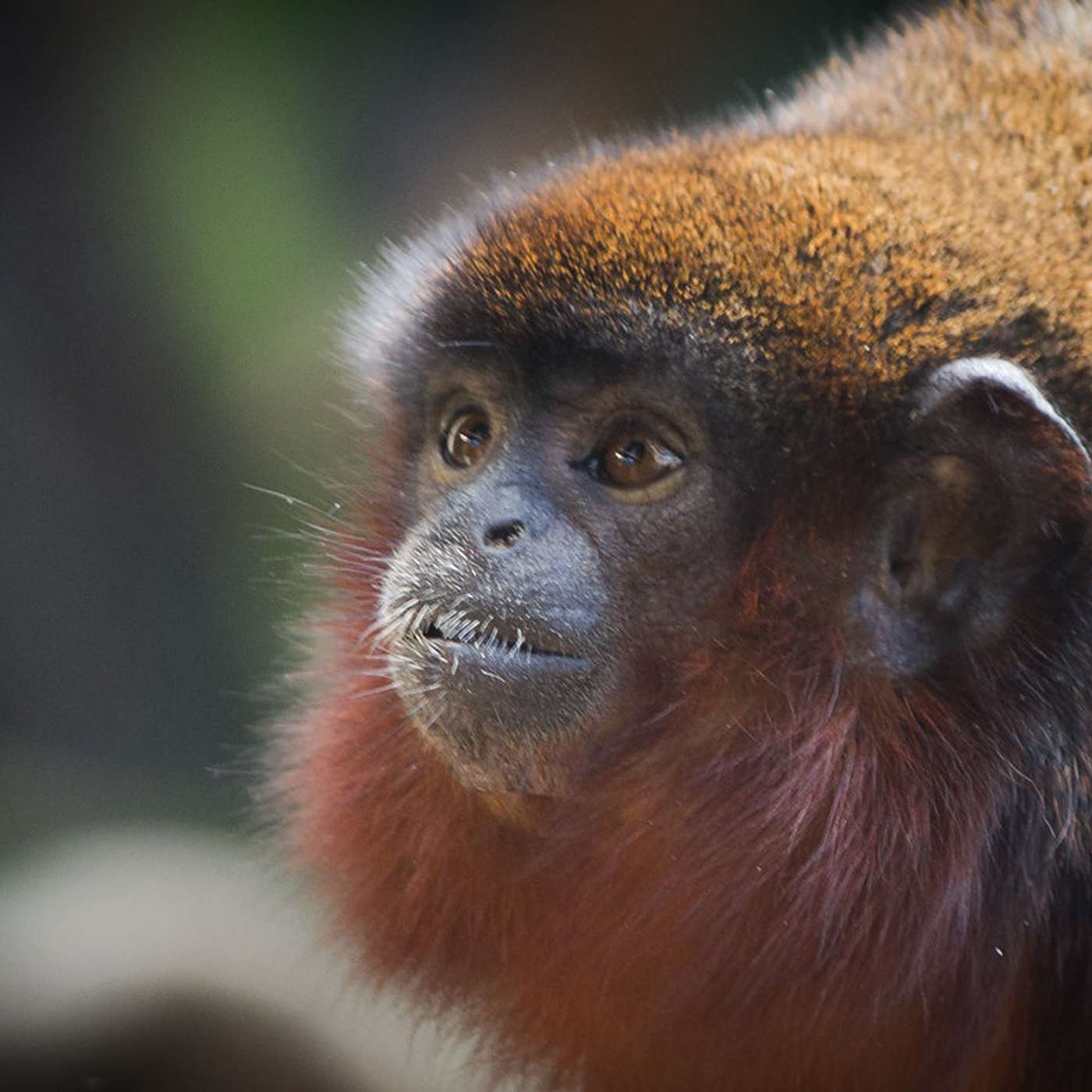 SSD 141 - Variole du singe : Déjà plus de 1200 cas et 58 décès enregistrés en RDC episode artwork
