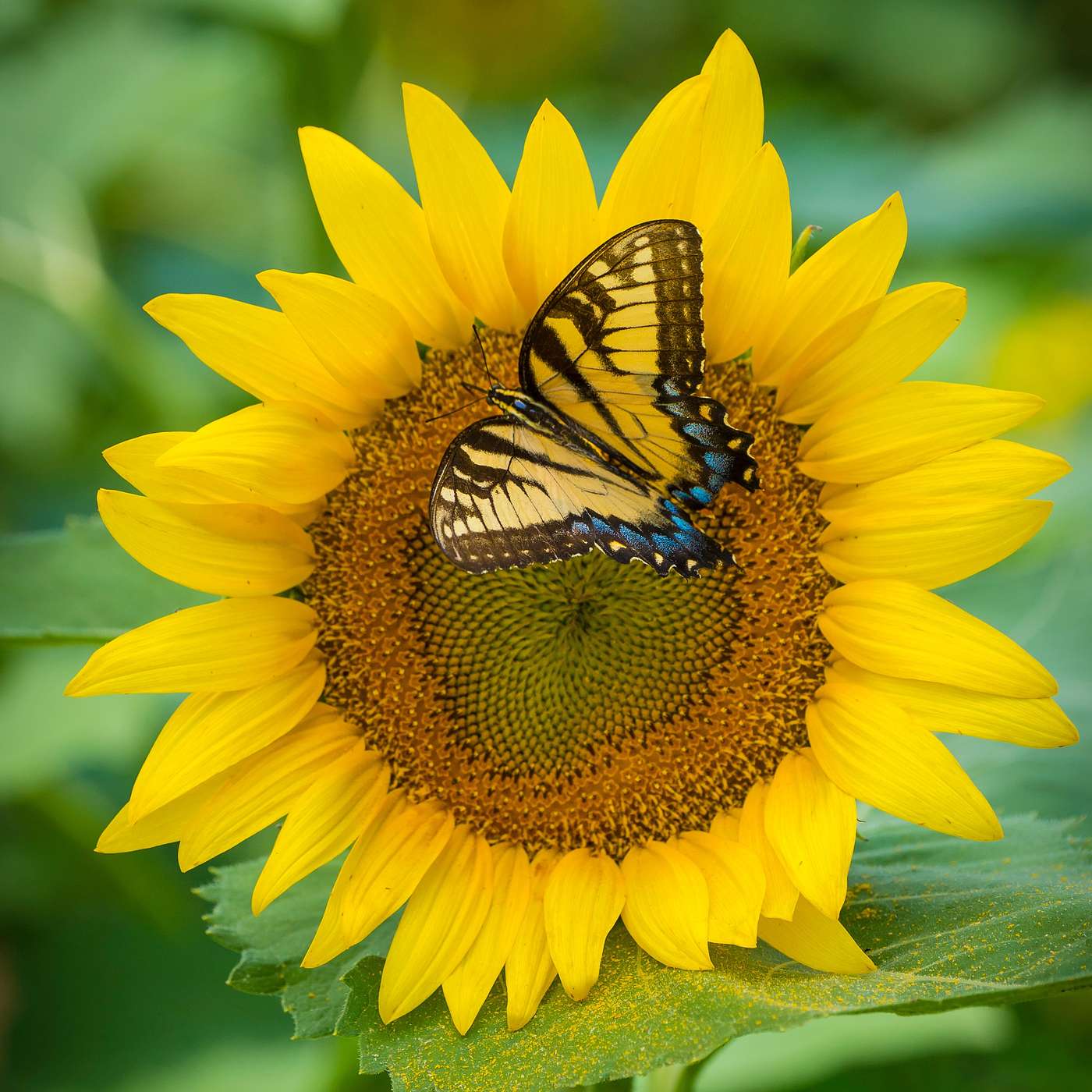 Bug Banter with the Xerces Society