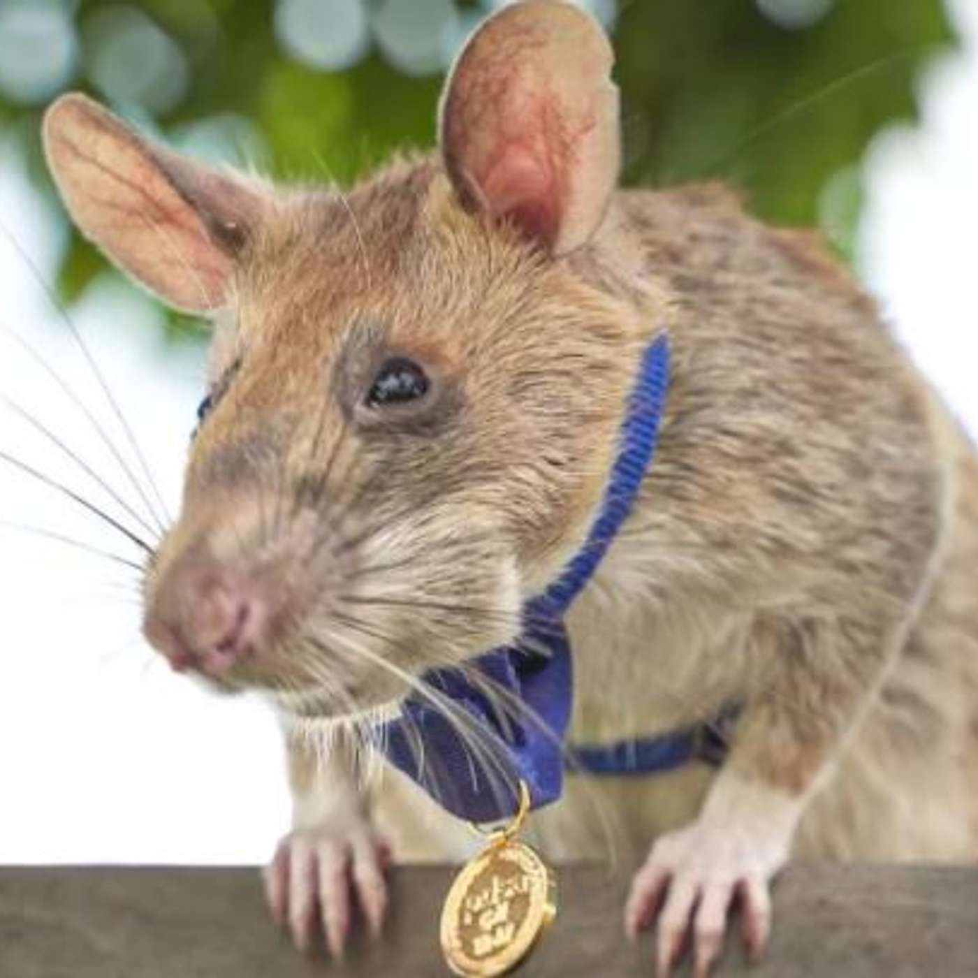 English: The Language of Exchanging Ideas - The Rat Hero - Recent Human Evolution 🧬 B2 English Listening