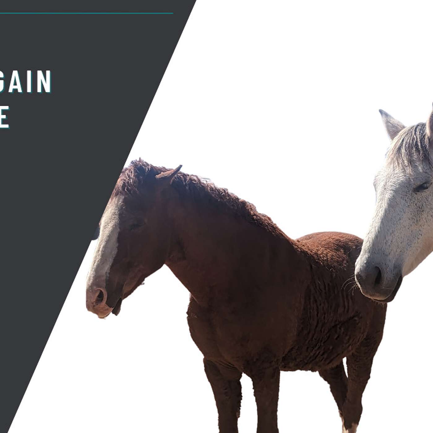 Reinforce the Horse