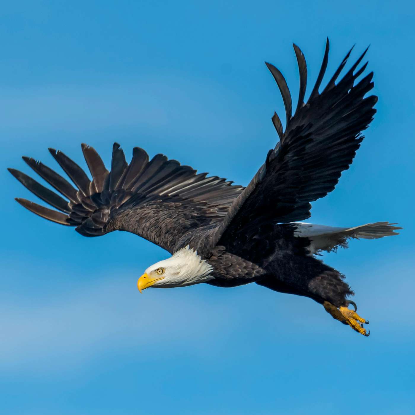 FLYING: Eagle's wings. "Jonathan Livingston Seagull." Turbulence. Pan Am. FLYING: Eagle's wings. "Jonathan Livingston Seagull." Turbulence. Pan Am.