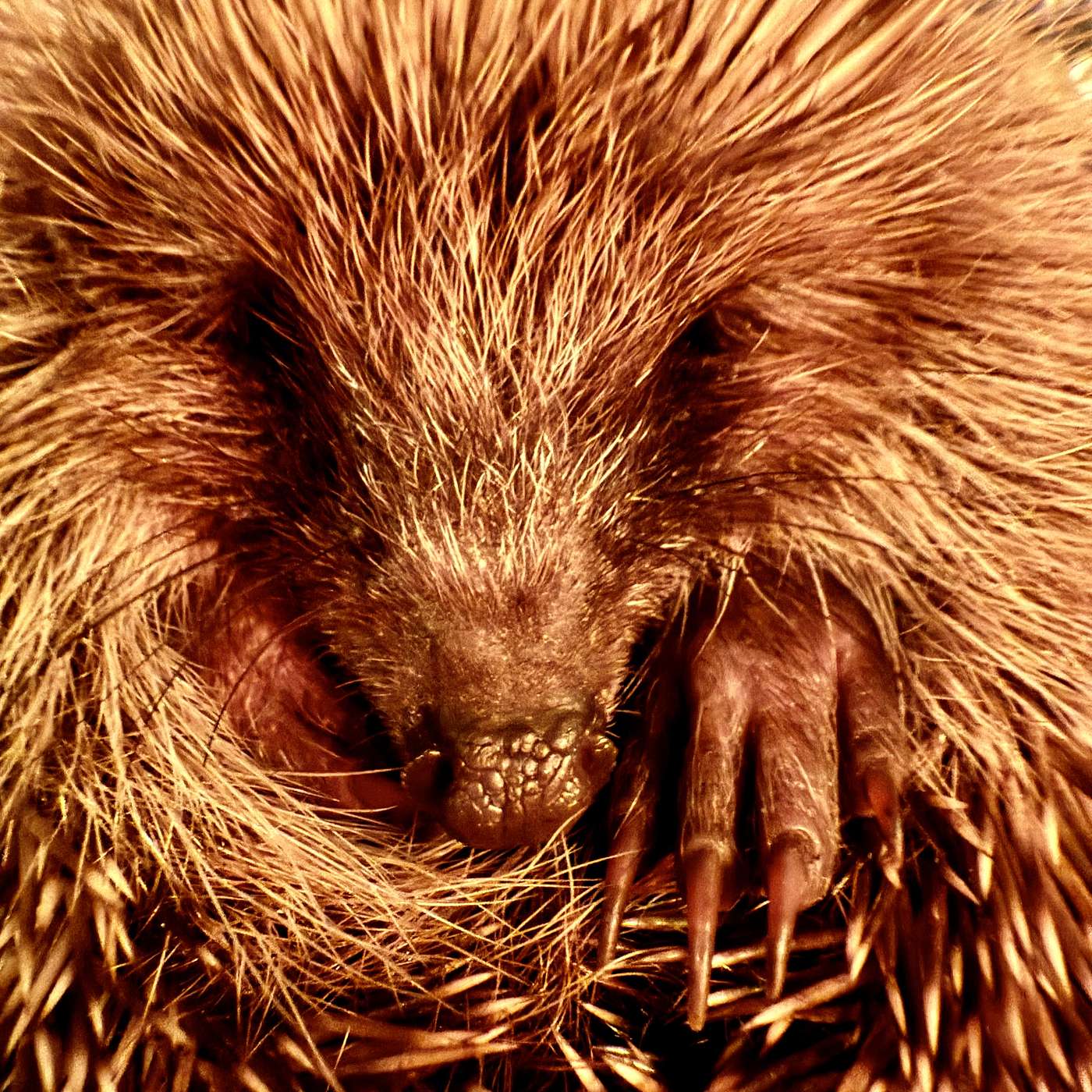 A Visit from Mrs Hedgehog; Peter Wimsey solves the Mystery; and The Anglo-Saxon Chronicles tell of boy Alfred’s visit to Rome