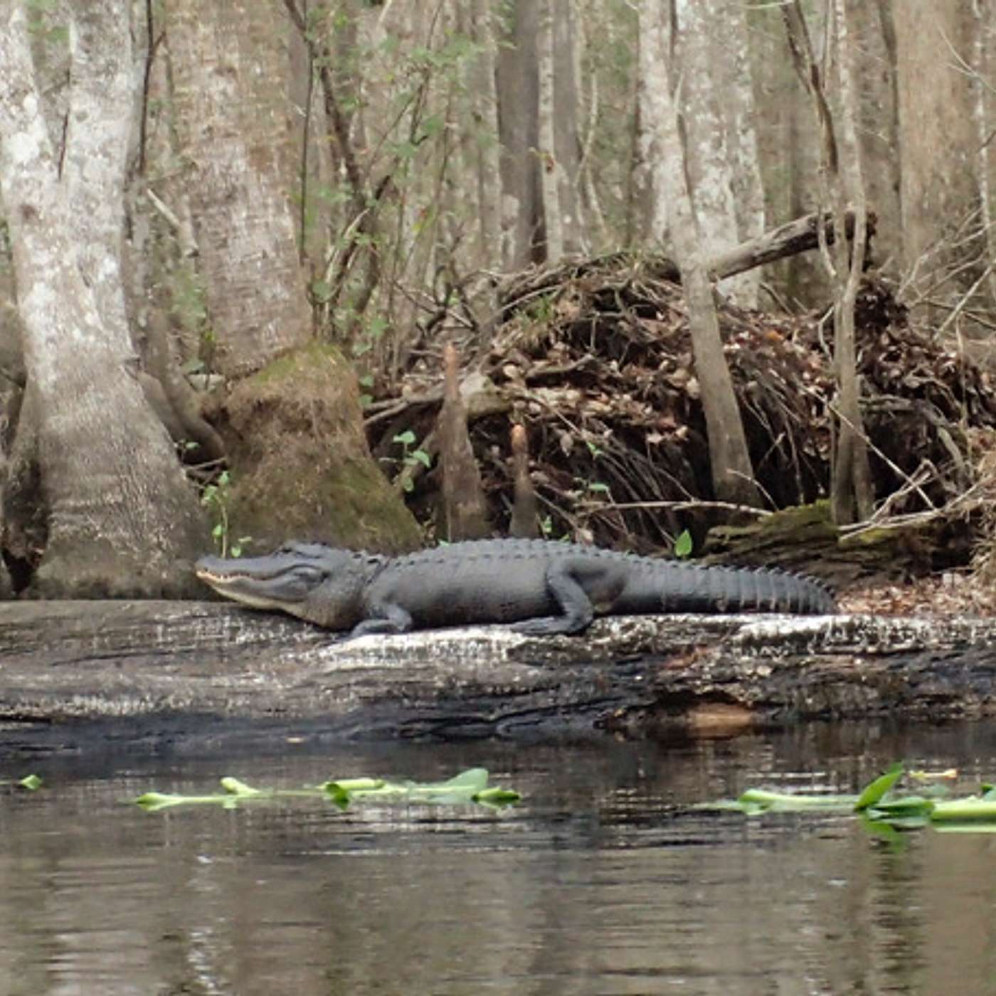 Florida Spectacular