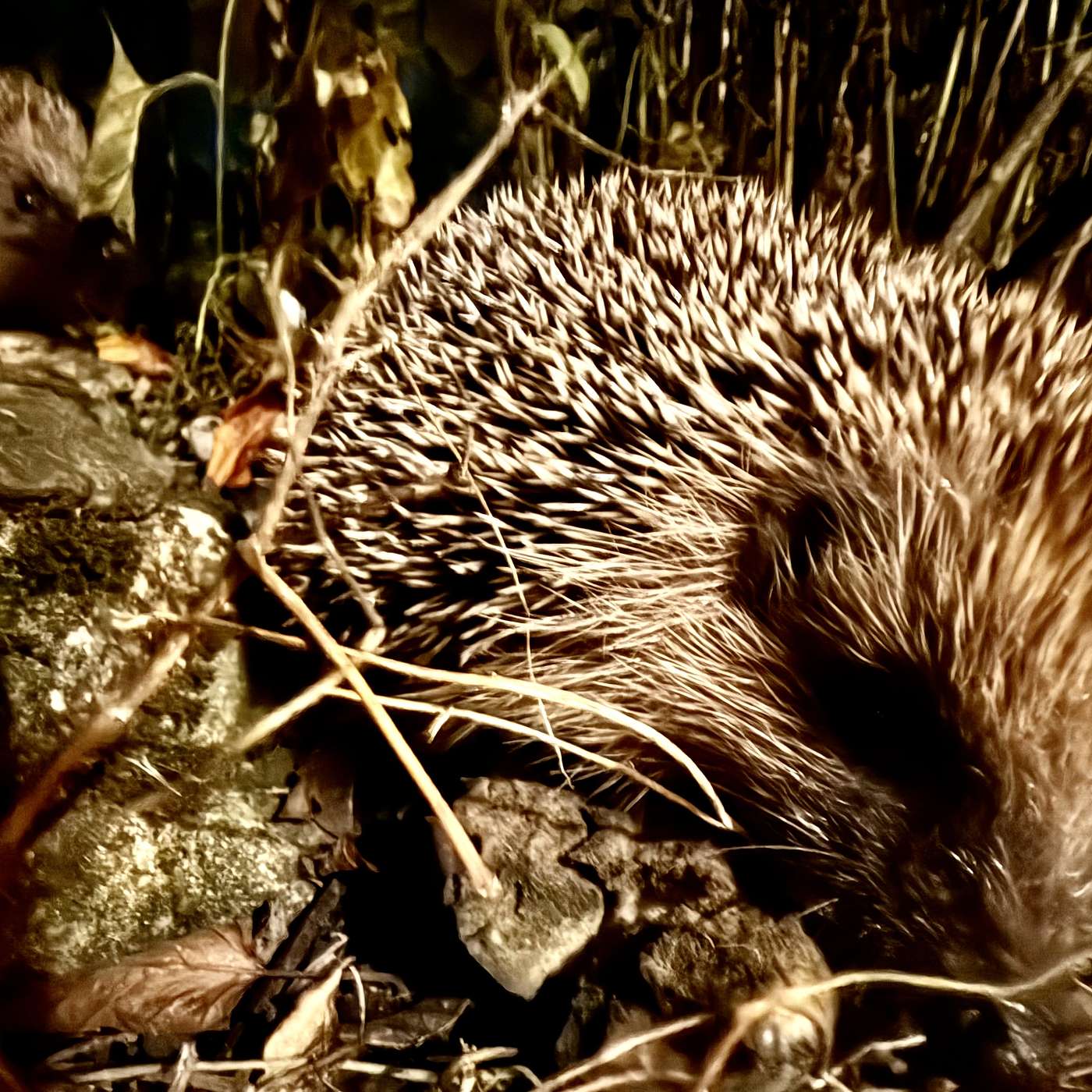 The Hedgehogs are Awake still; Philippa Langley; Pepys collects the Portuguese Queen’s Dowry; and there is an Embarrassment of Ponderations 🥴