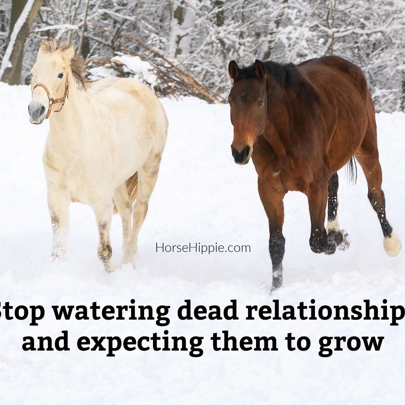 Stop Watering Dead Relationships