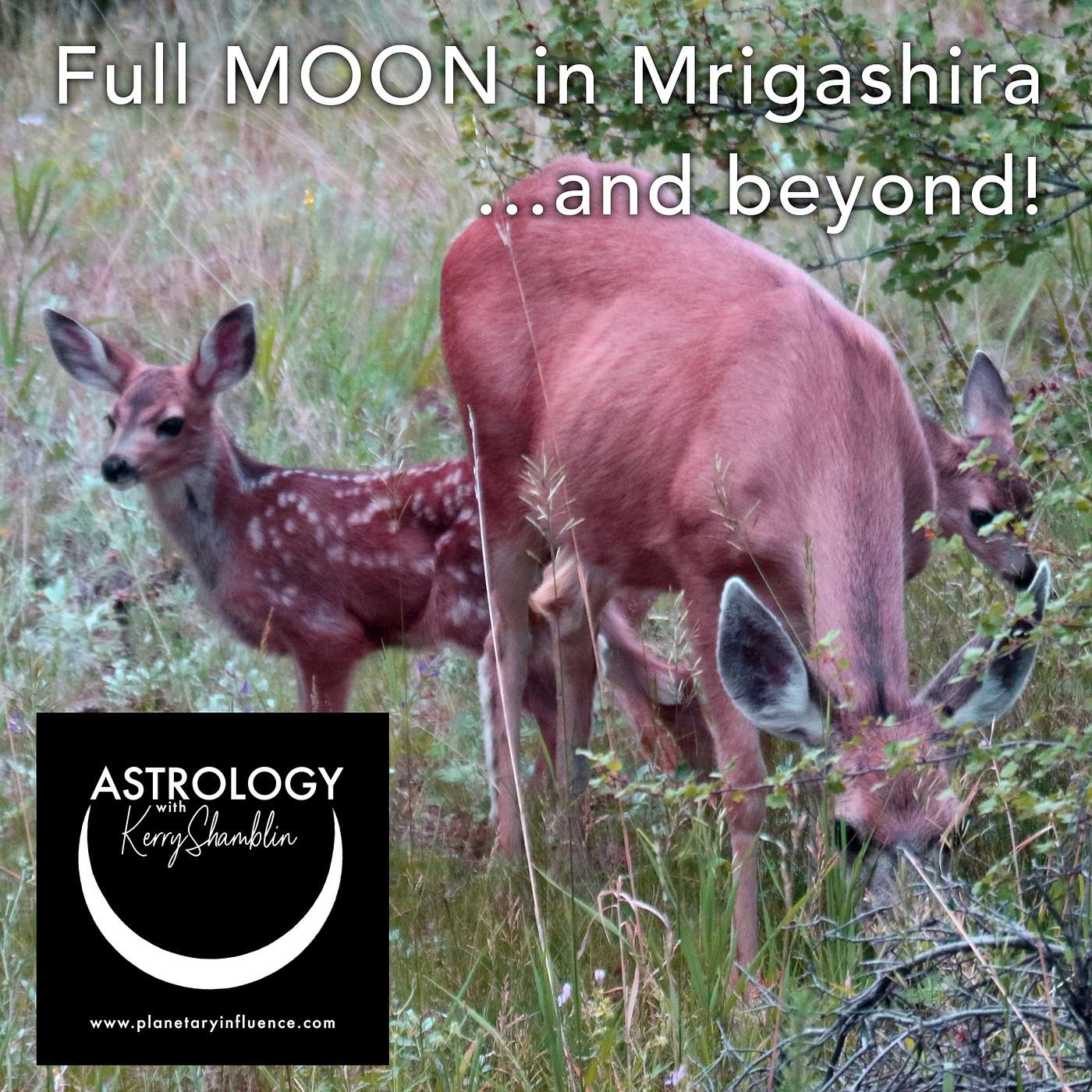 Kerry Shamblin Vedic Astrology