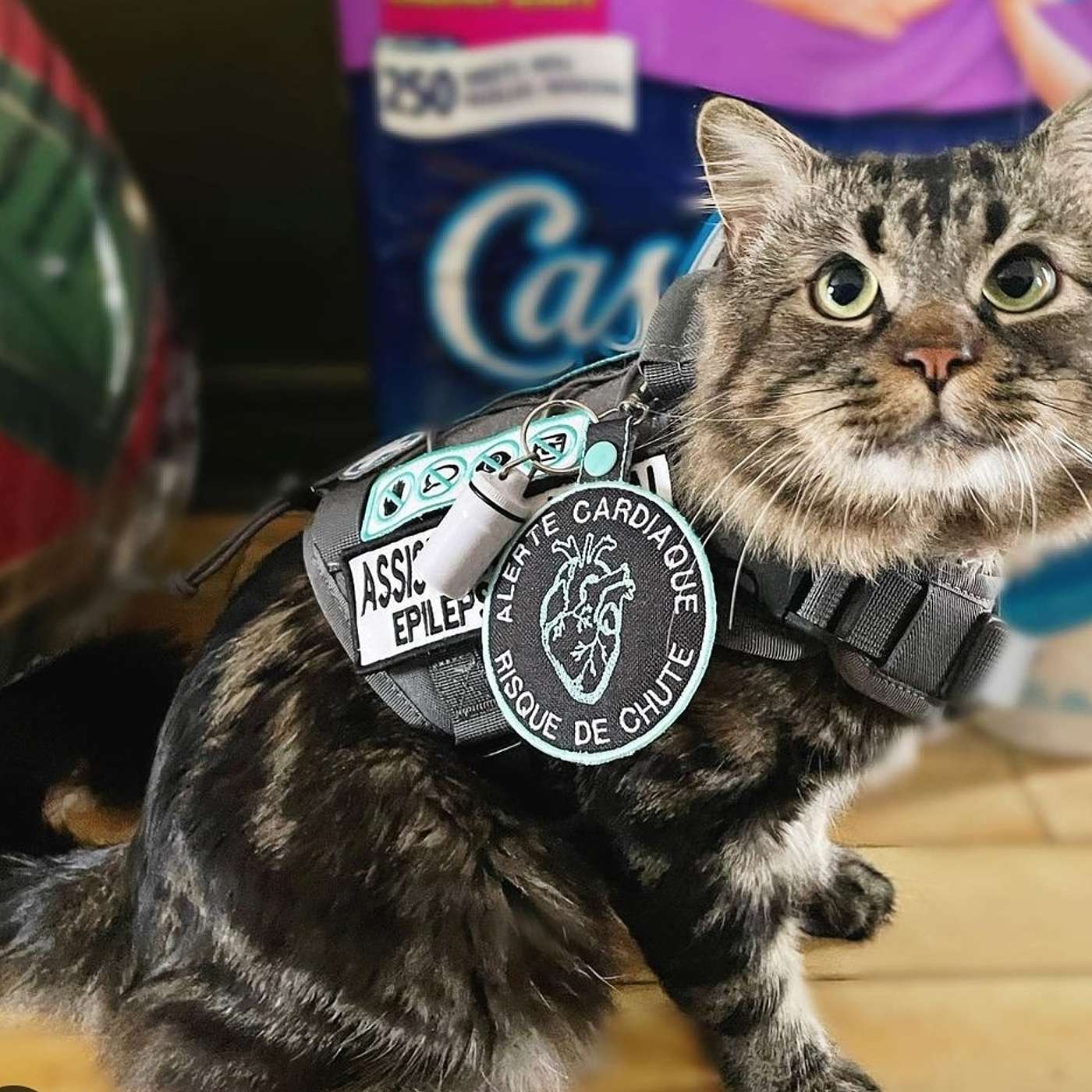 Service Cats in Canada