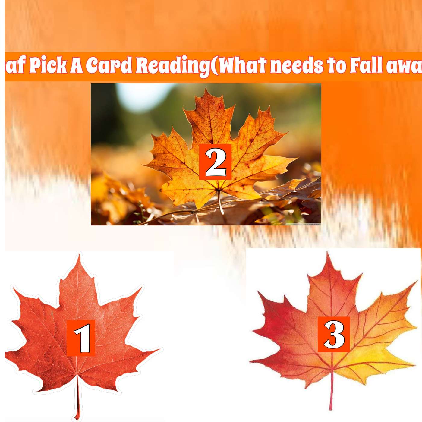 D's Pick A Card Reading Fall Leaf #3 episode artwork