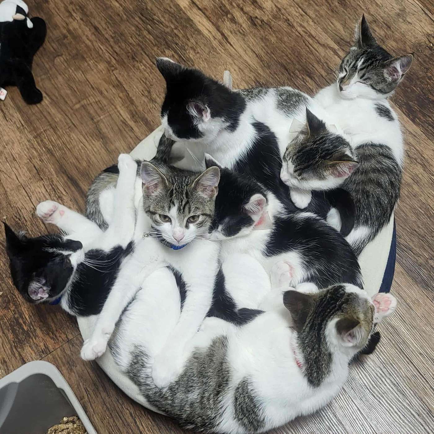 Let's meet the Addams Family Kittens! They are up for adoption through the SPCA Serving Allegany County.