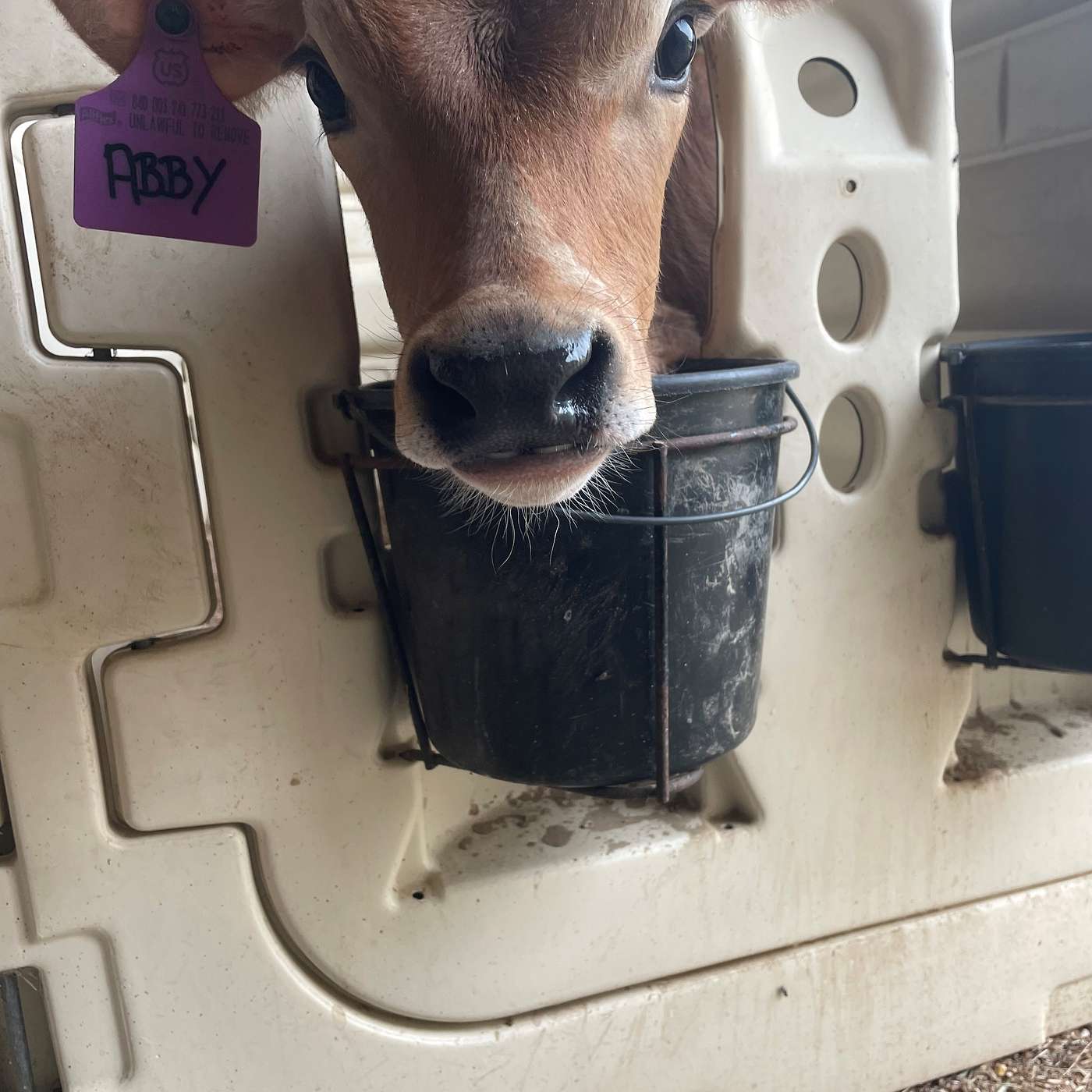 Bovine Banter
