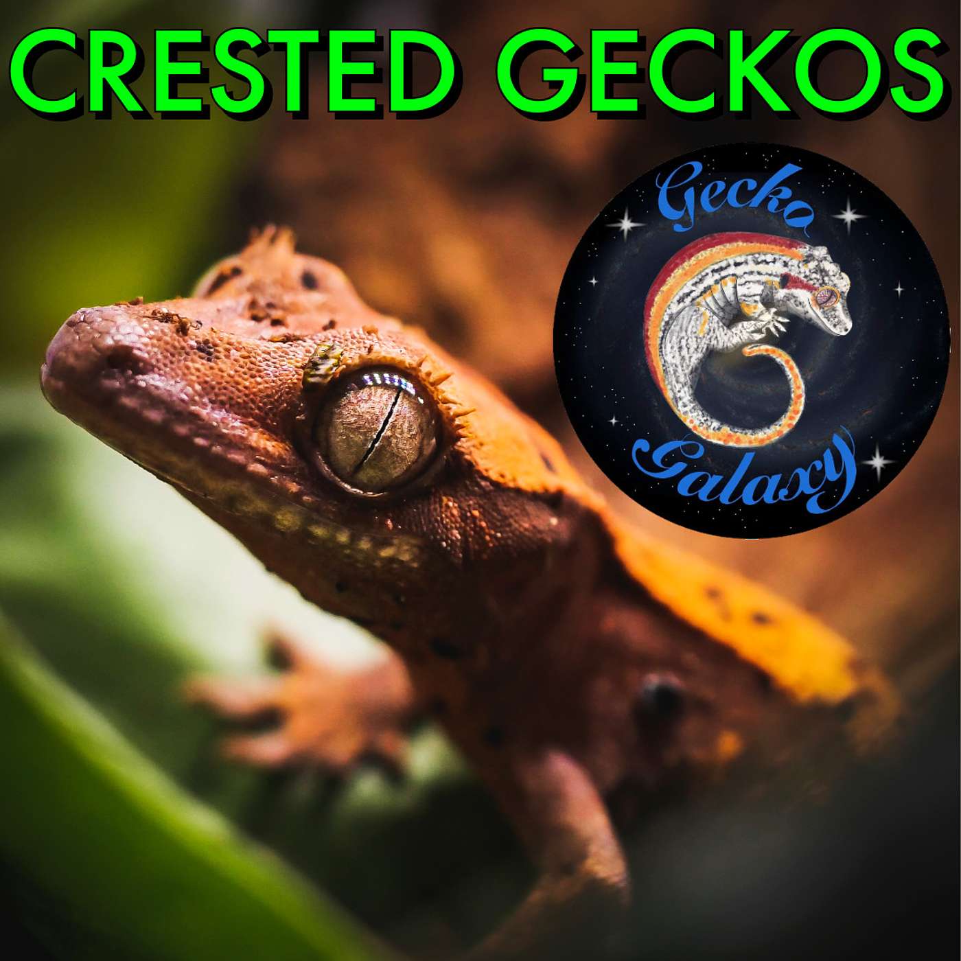 Crested Geckos w/ Gecko Galaxy