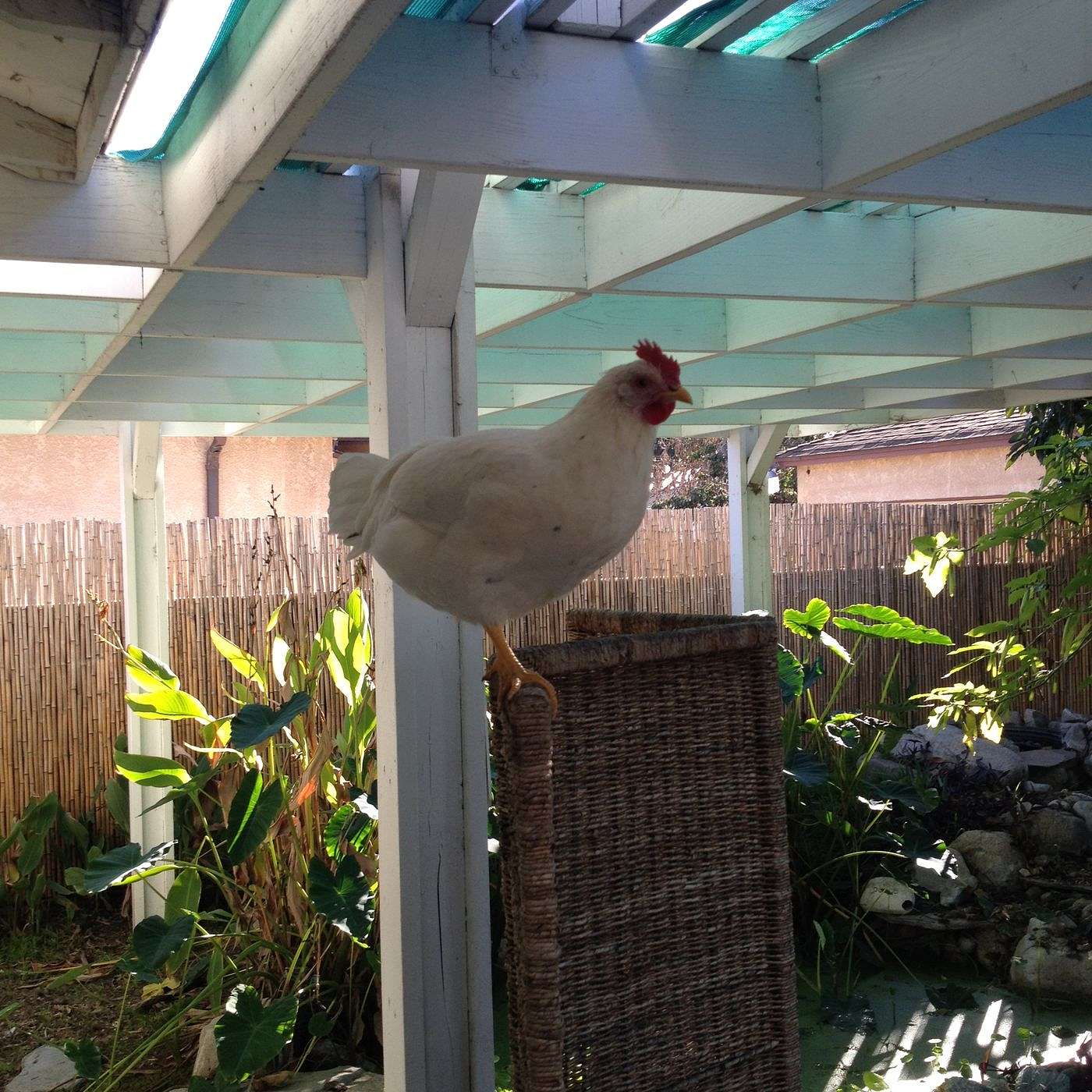 9- Preason Special Episode - Fowl Play: What the Cluck?!