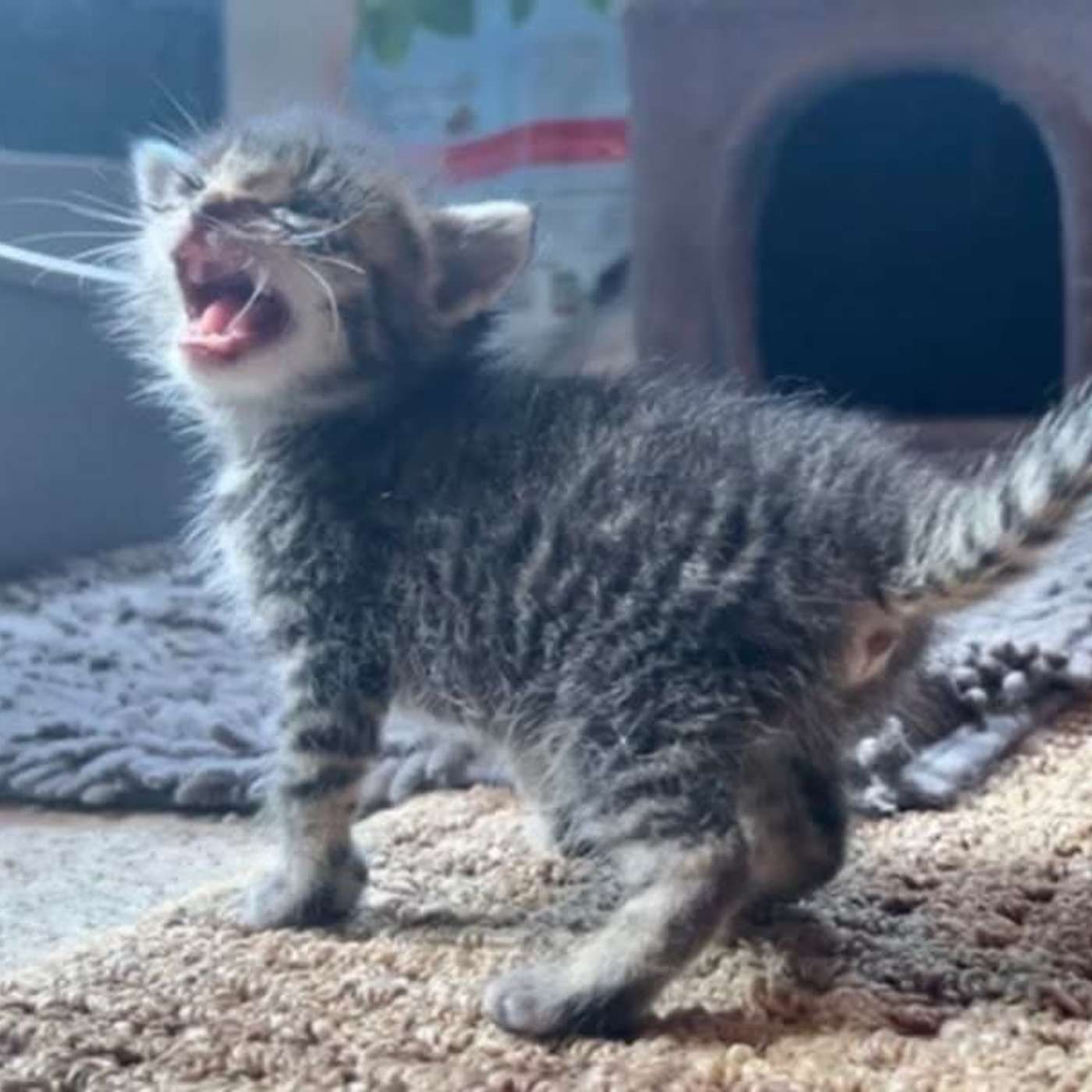 Let's get an update on the "Tornado Kittens" from CLAWS in Ellicottville!