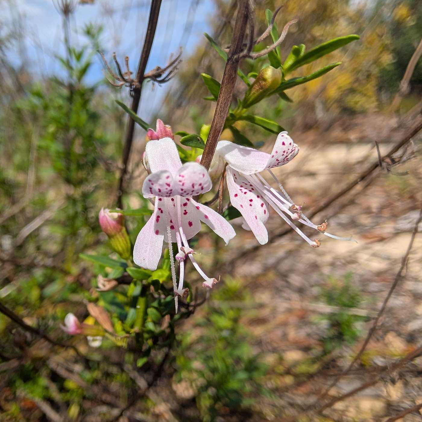 Episode 207: Polk Parkway, an Endangered Mint Plant, and What Listeners Can Do