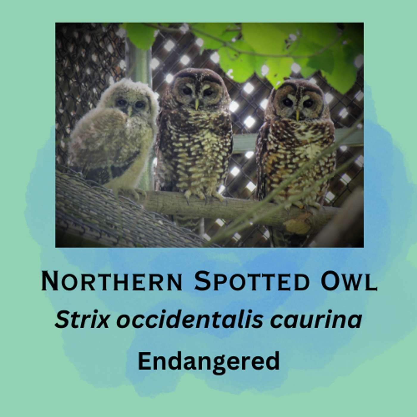 Northern Spotted Owl: Messengers of the Old Growth Forests