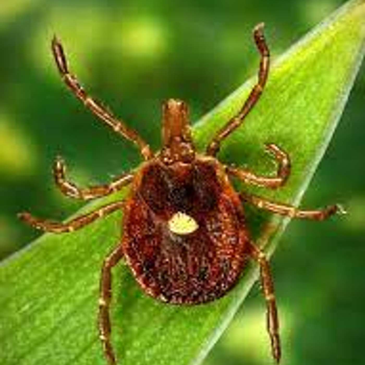 Inside Lyme Podcast with Dr. Daniel Cameron