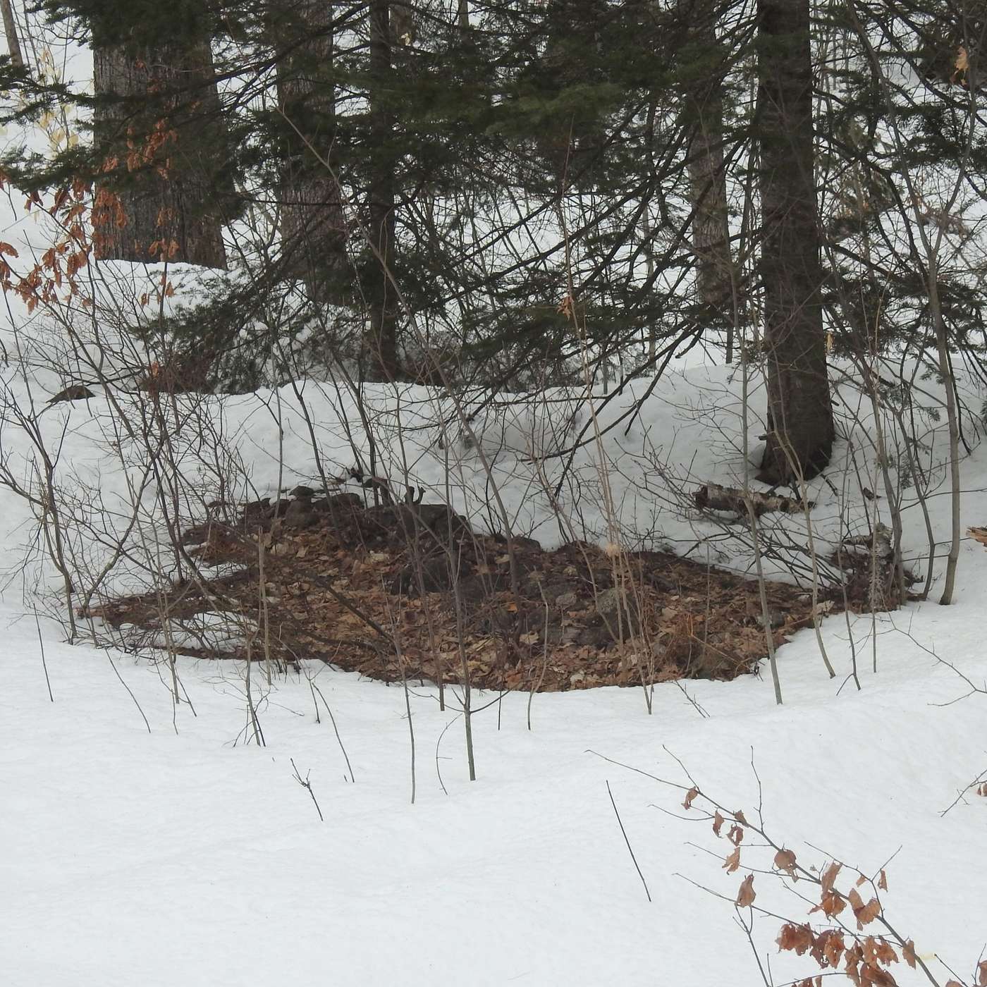 SEARCHING FOR BARE GROUND