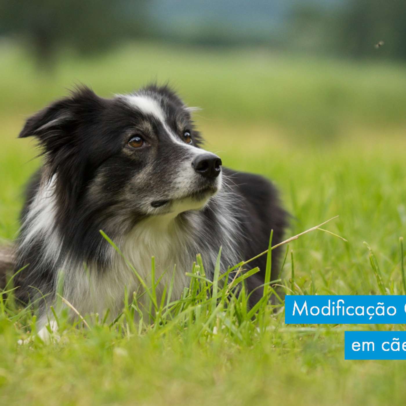 Adestramento e Modificação Comportamental em cães: A expectativa X A realidade.