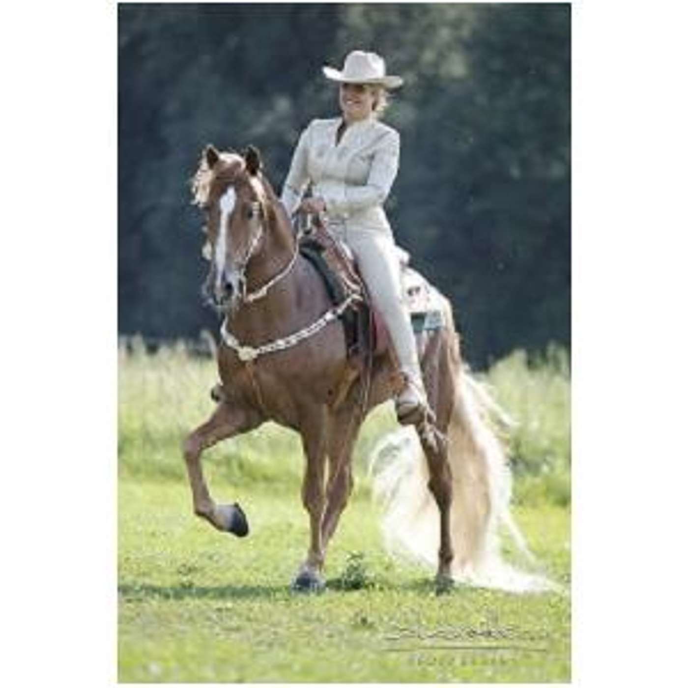 Tennessee Walking Horses with a European Flare