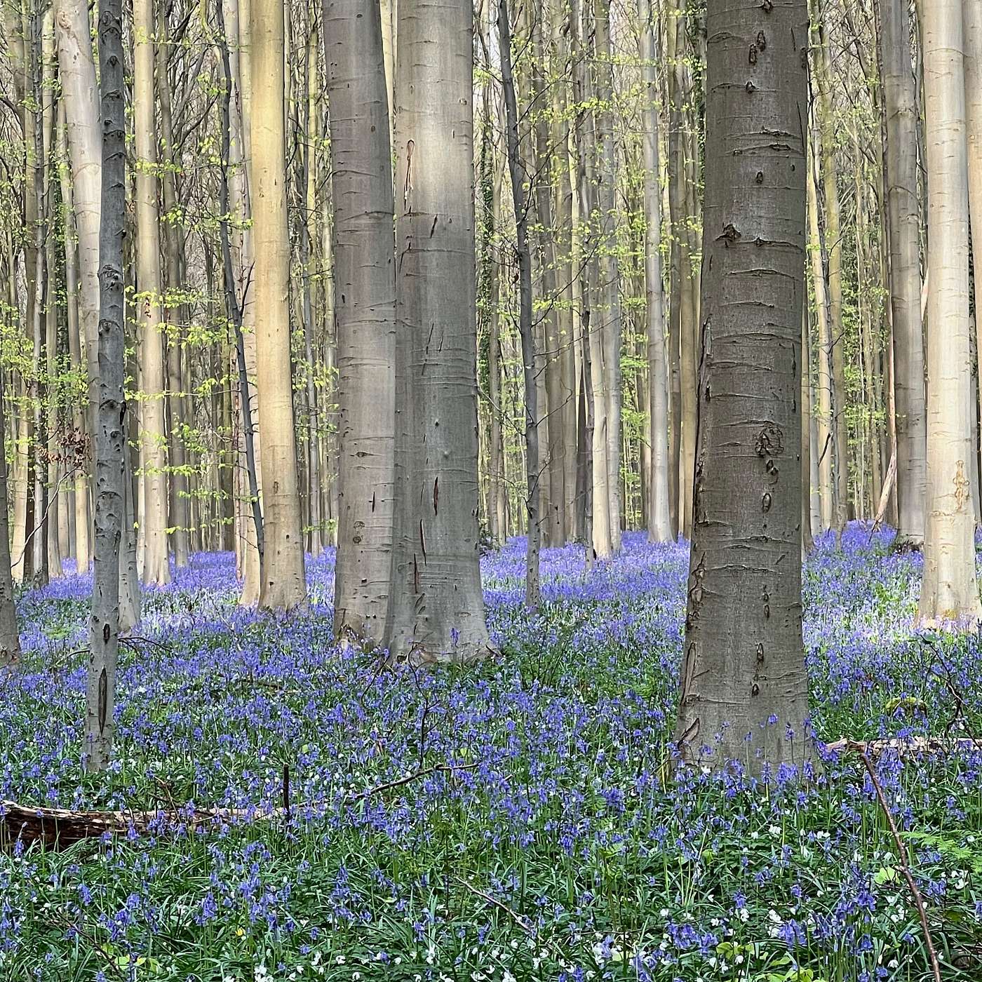 272. Forest Bathing in the Hallerbos