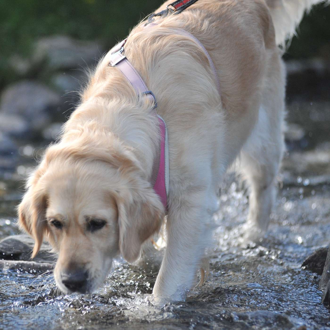 52 – Rasekunnskap: Golden retriever episode artwork