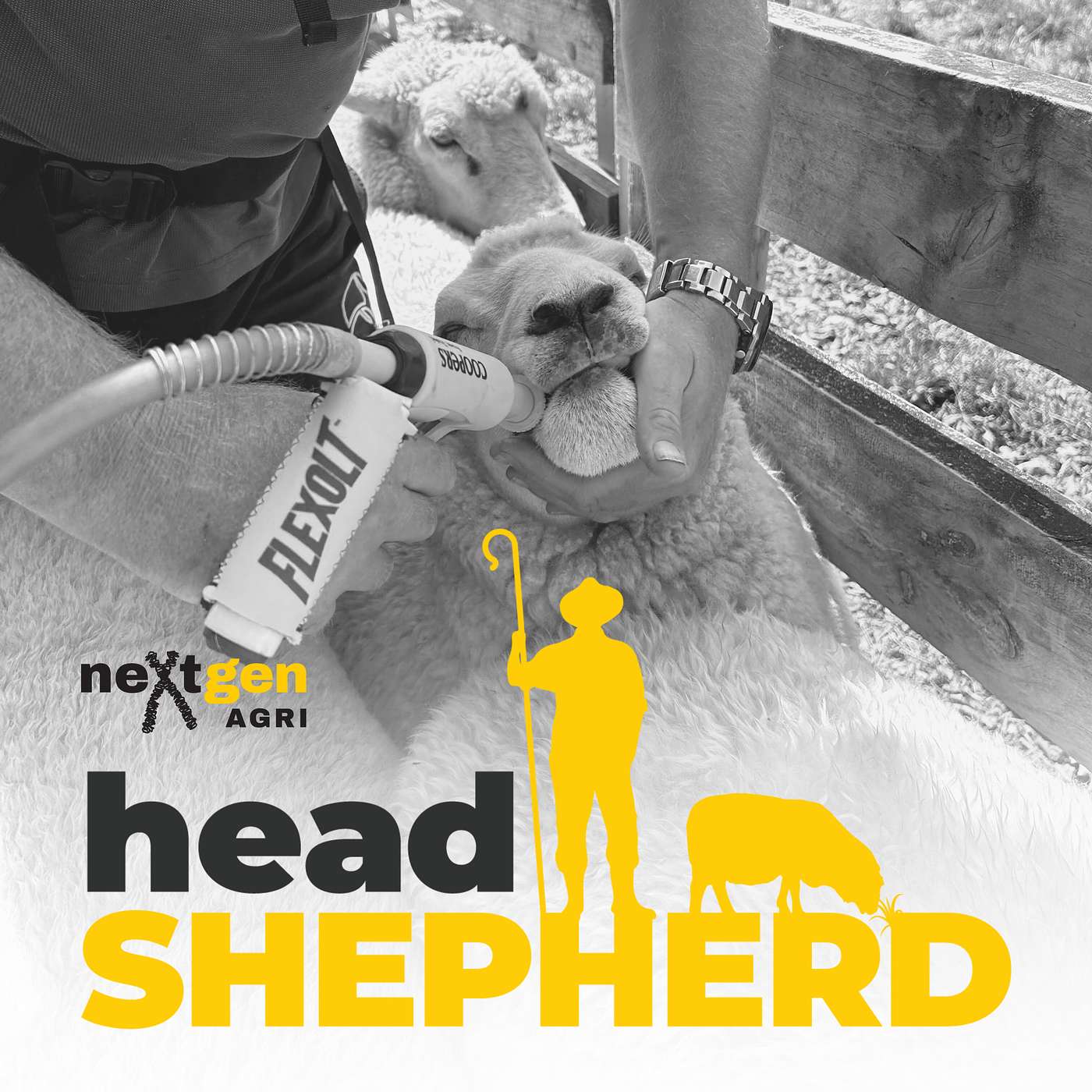 Flexolt®, Innovative Sheep Lice Management with MSD Animal Health