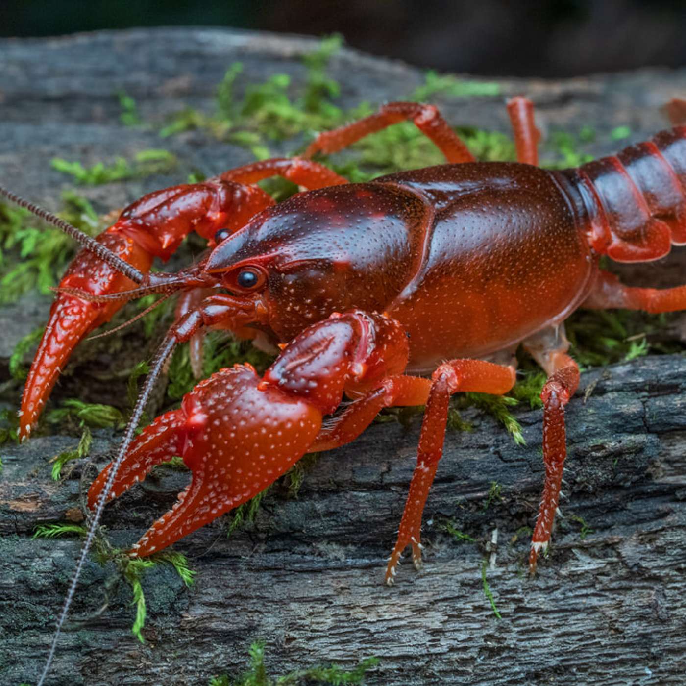 Episode 177: The Quiet Crisis in America's Creeks