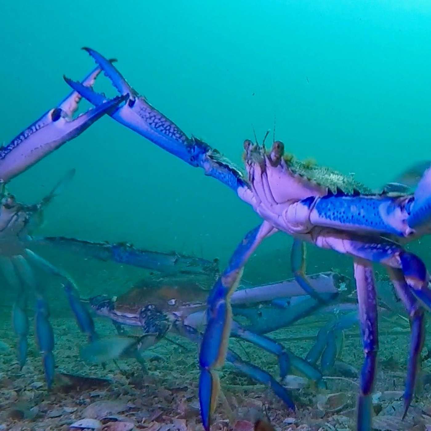 Episode 152: Andy Burnell - Crab.e.cam Episode 152: Andy Burnell - Crab.e.cam