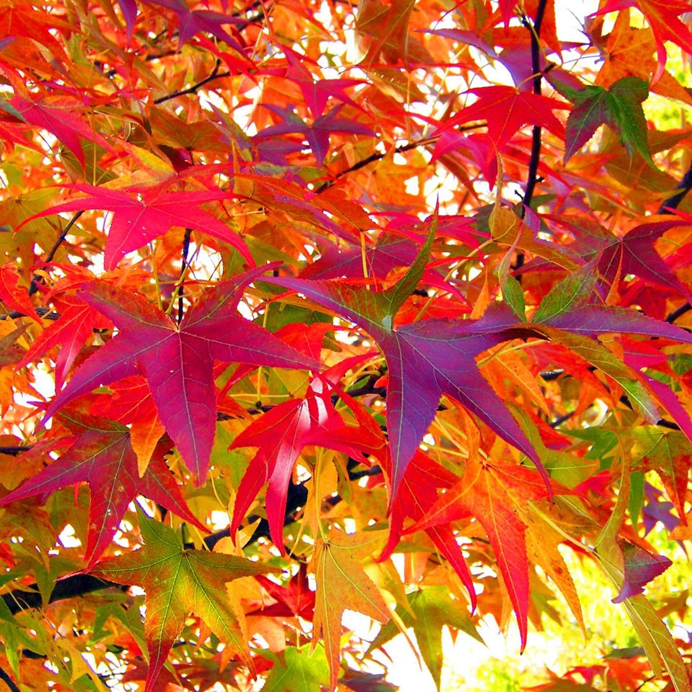 The Beauty in All Seasons