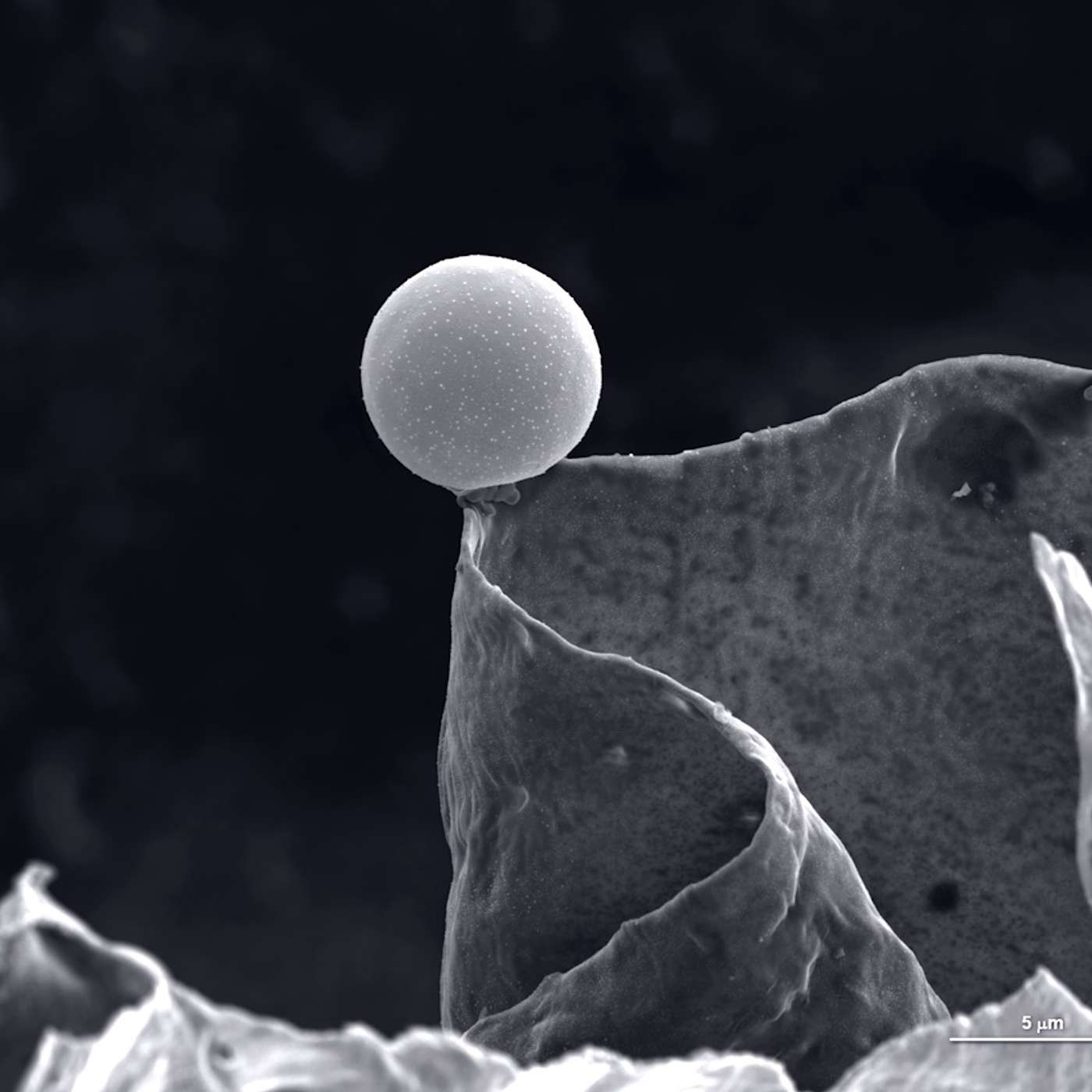 Conscious Living Conscious Dying 01 - Introduction