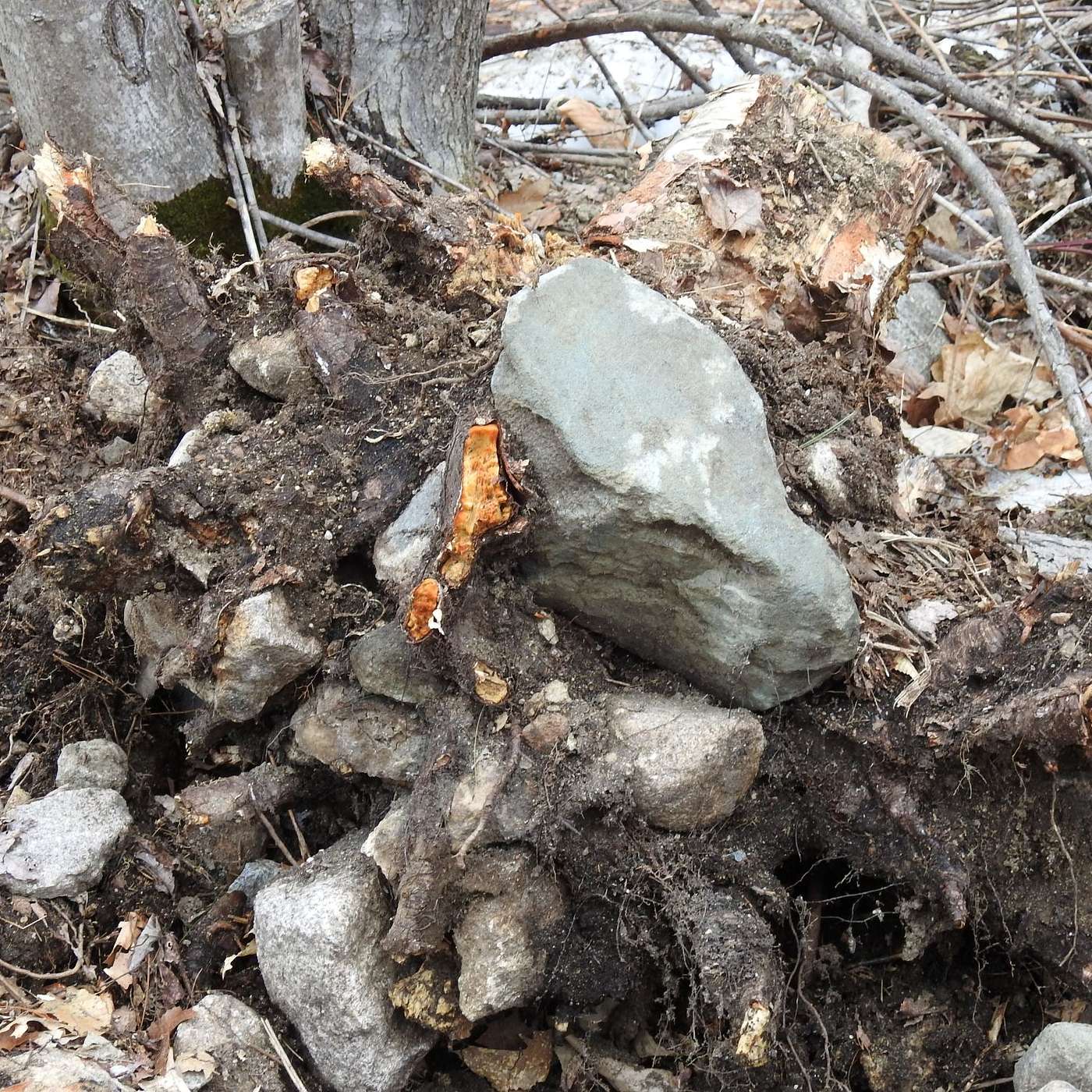 HIDDEN IN THE ROOTS
