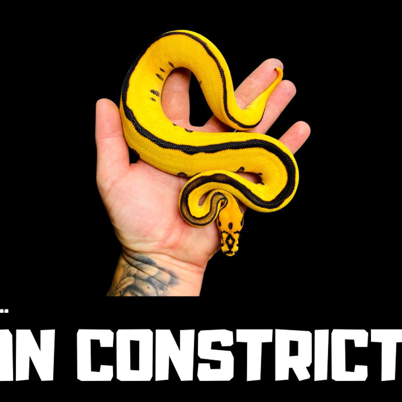#114 PAUL OF URBAN CONSTRICTORS | BALL PYTHONS UK | TRAP TALK WITH MJ PODCAST
