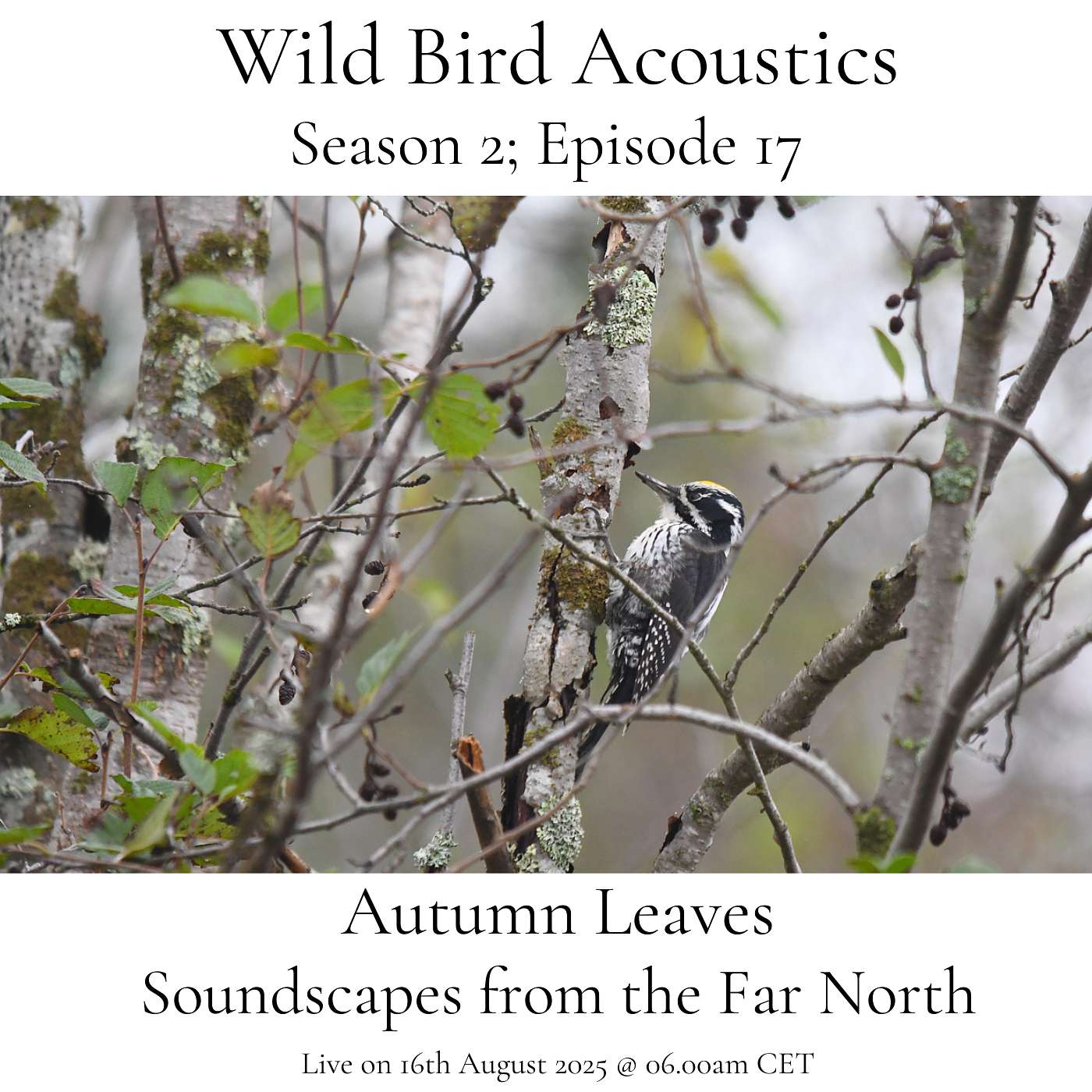 Autumn Leaves; Soundscapes from the Far North