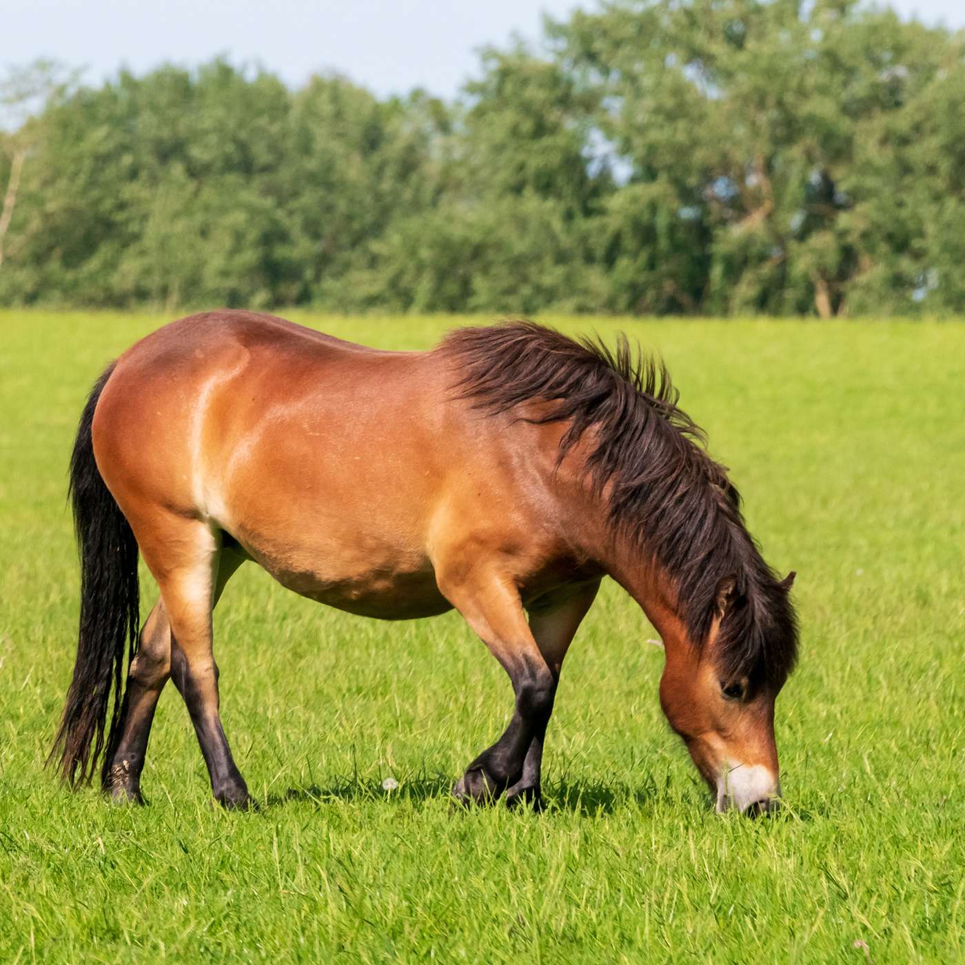 Why Consider Complementary Therapies for Animals?