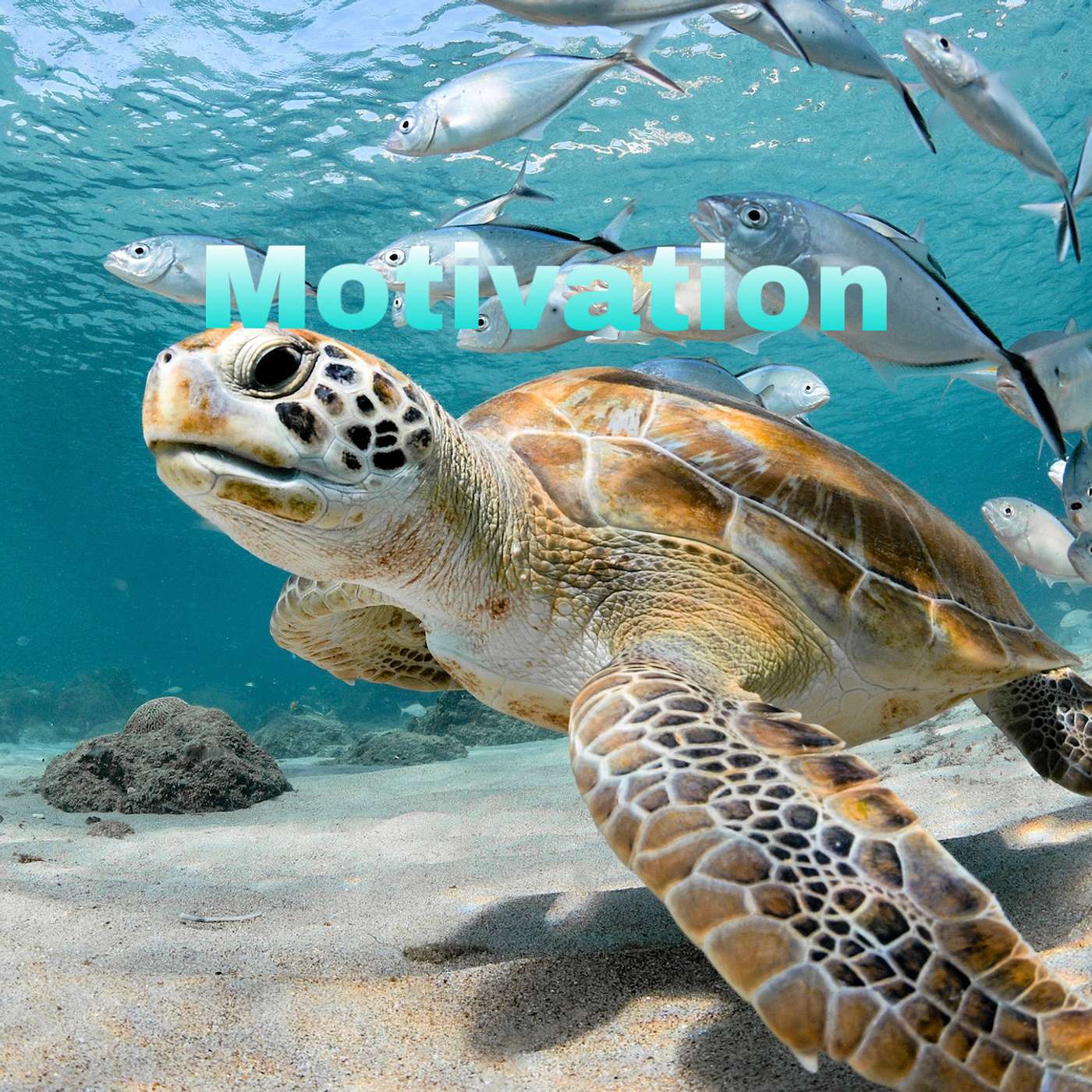 Motivation episode artwork