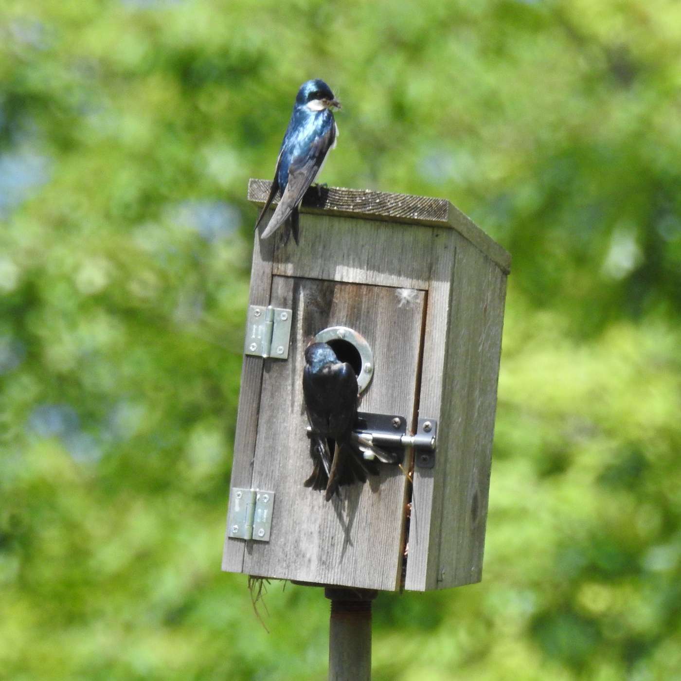 TENDING THEIR FAMILY