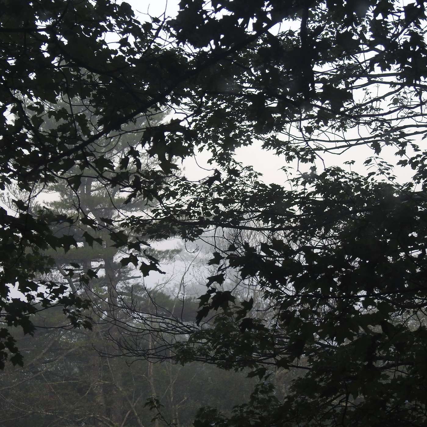 MORNING MIST